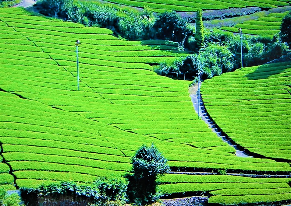 京都茶畑景観