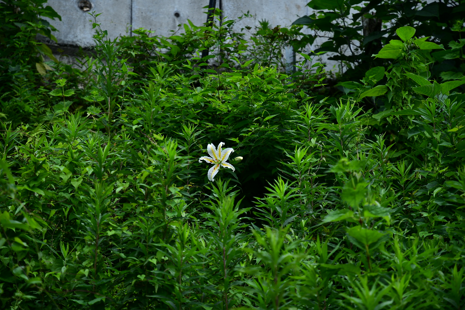 白百合一輪