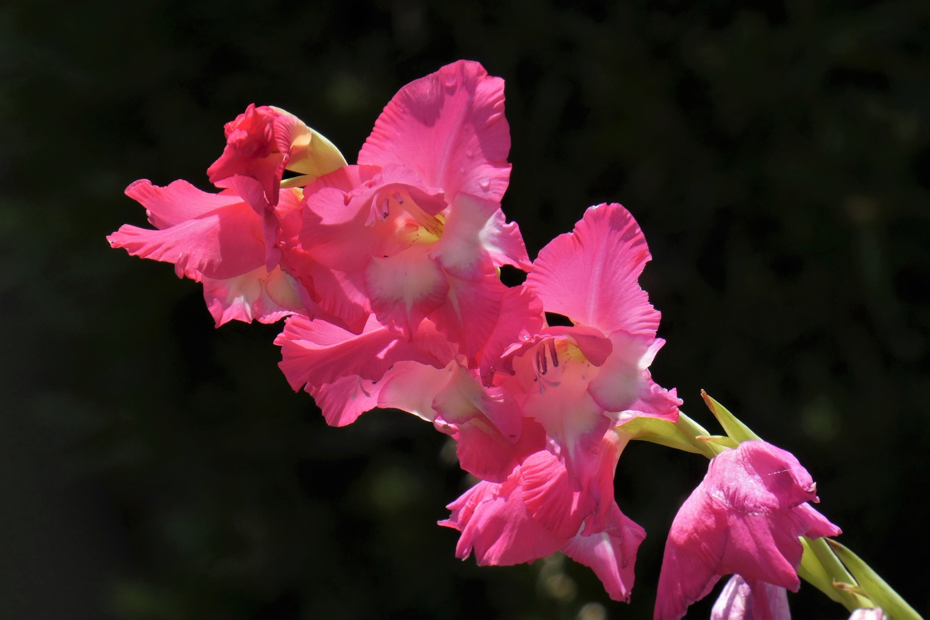 逆光の唐菖蒲