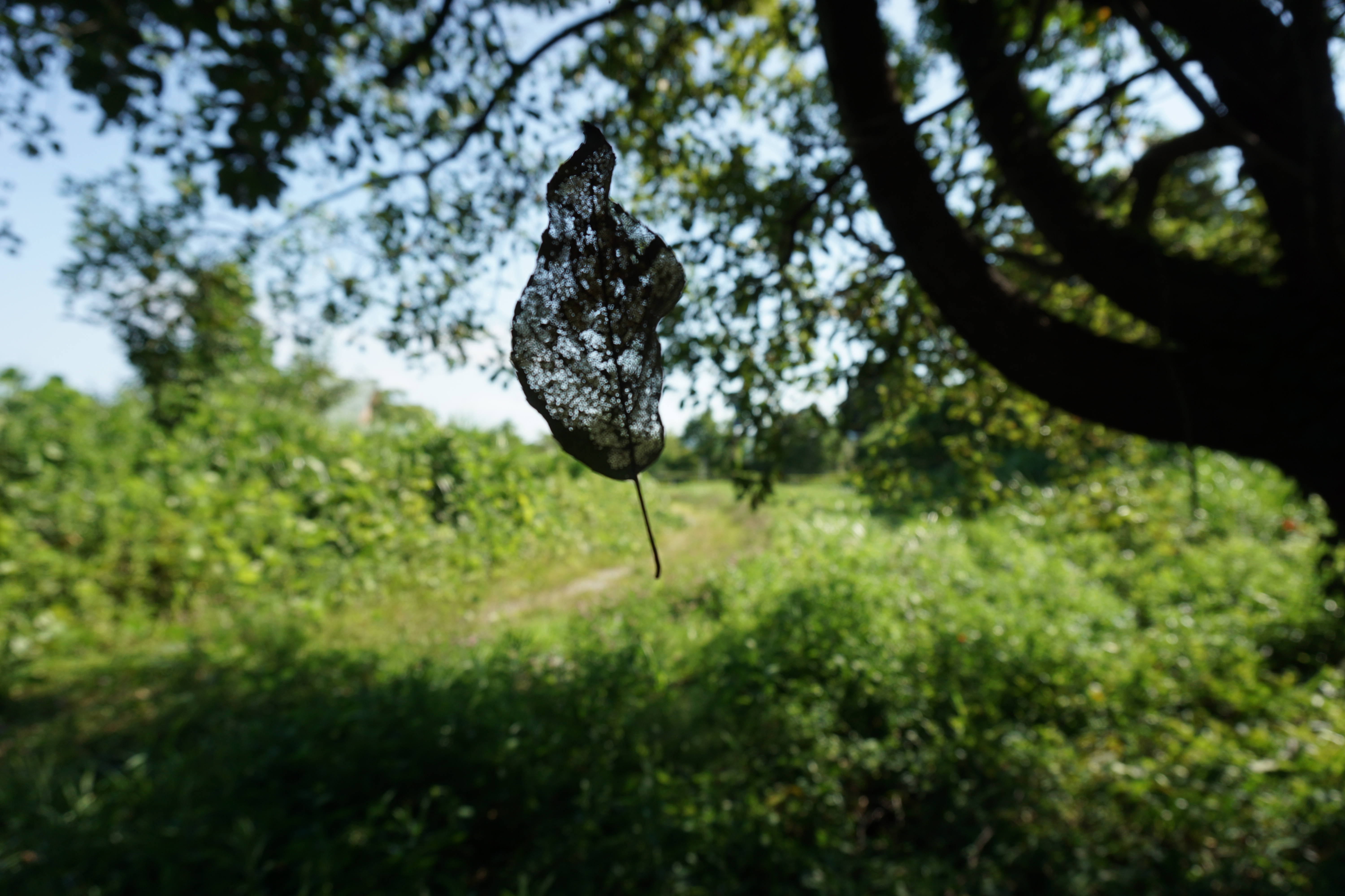 夏風に揺れる枯れ葉