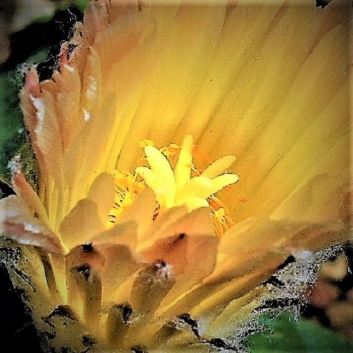 メキシコサボテンの花
