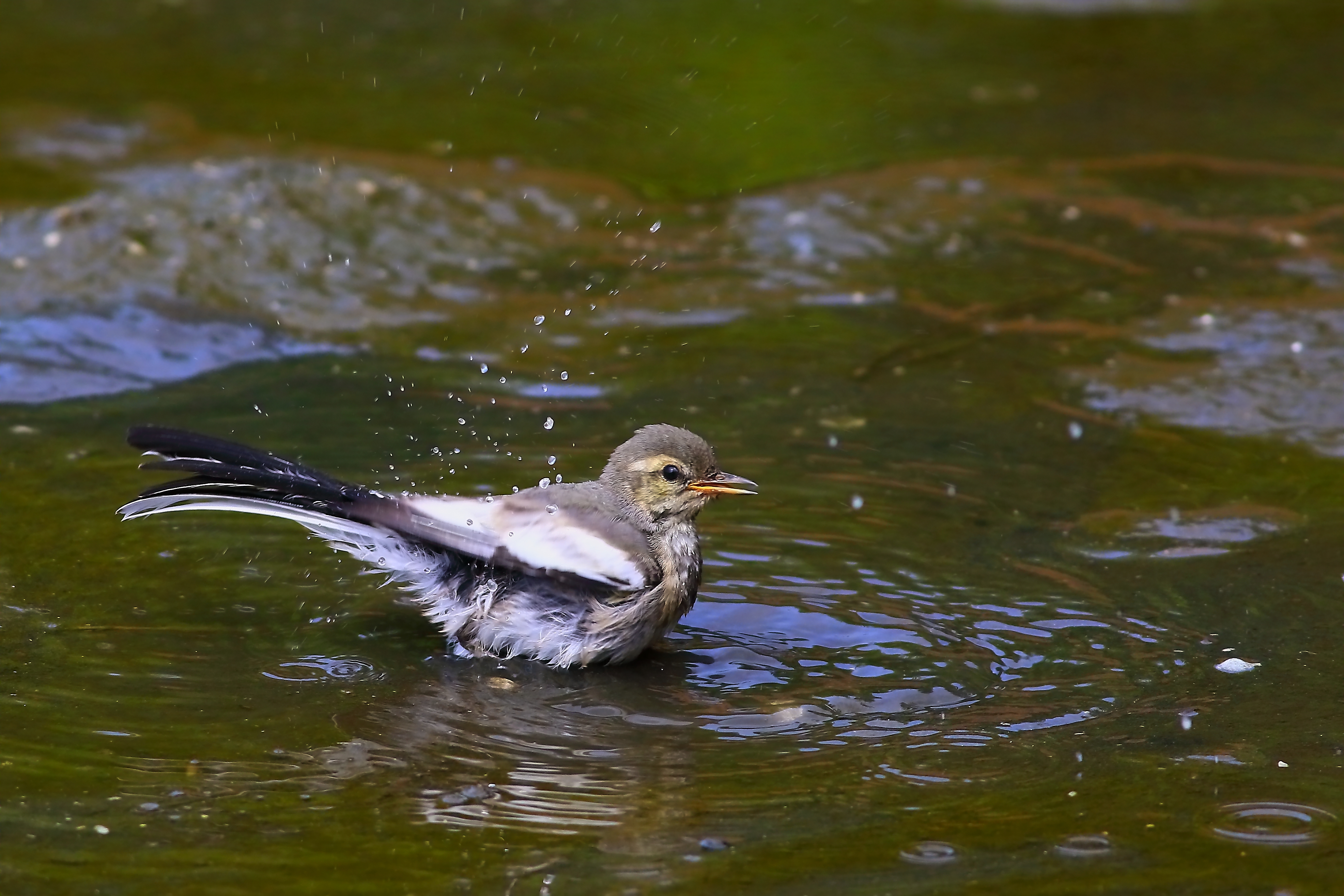 白鶺鴒幼鳥の水浴び