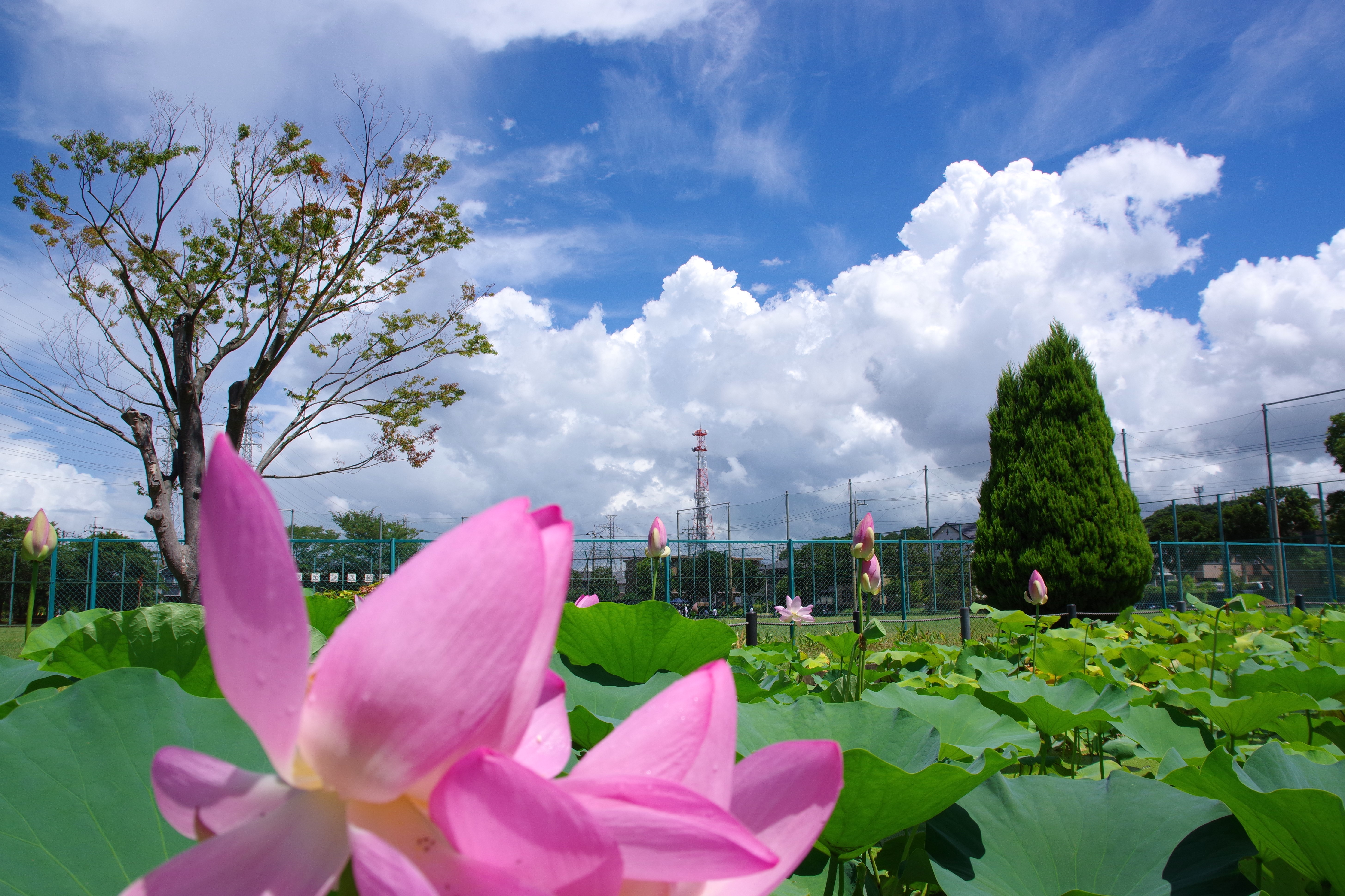 お盆と蓮の花