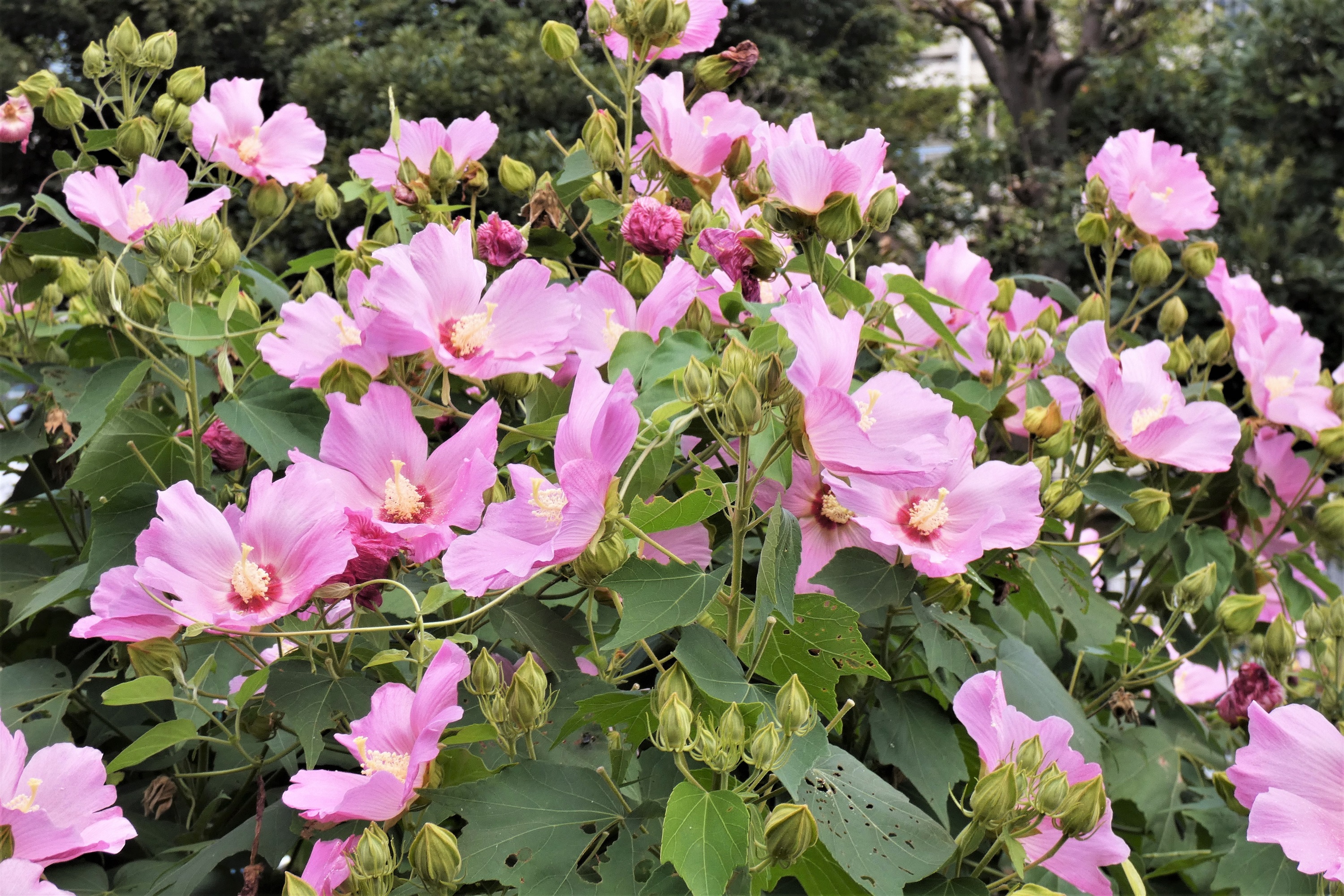 見頃になった芙蓉