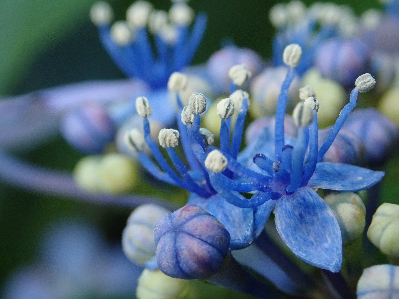 アステロイドベルトに花が咲いた夢
