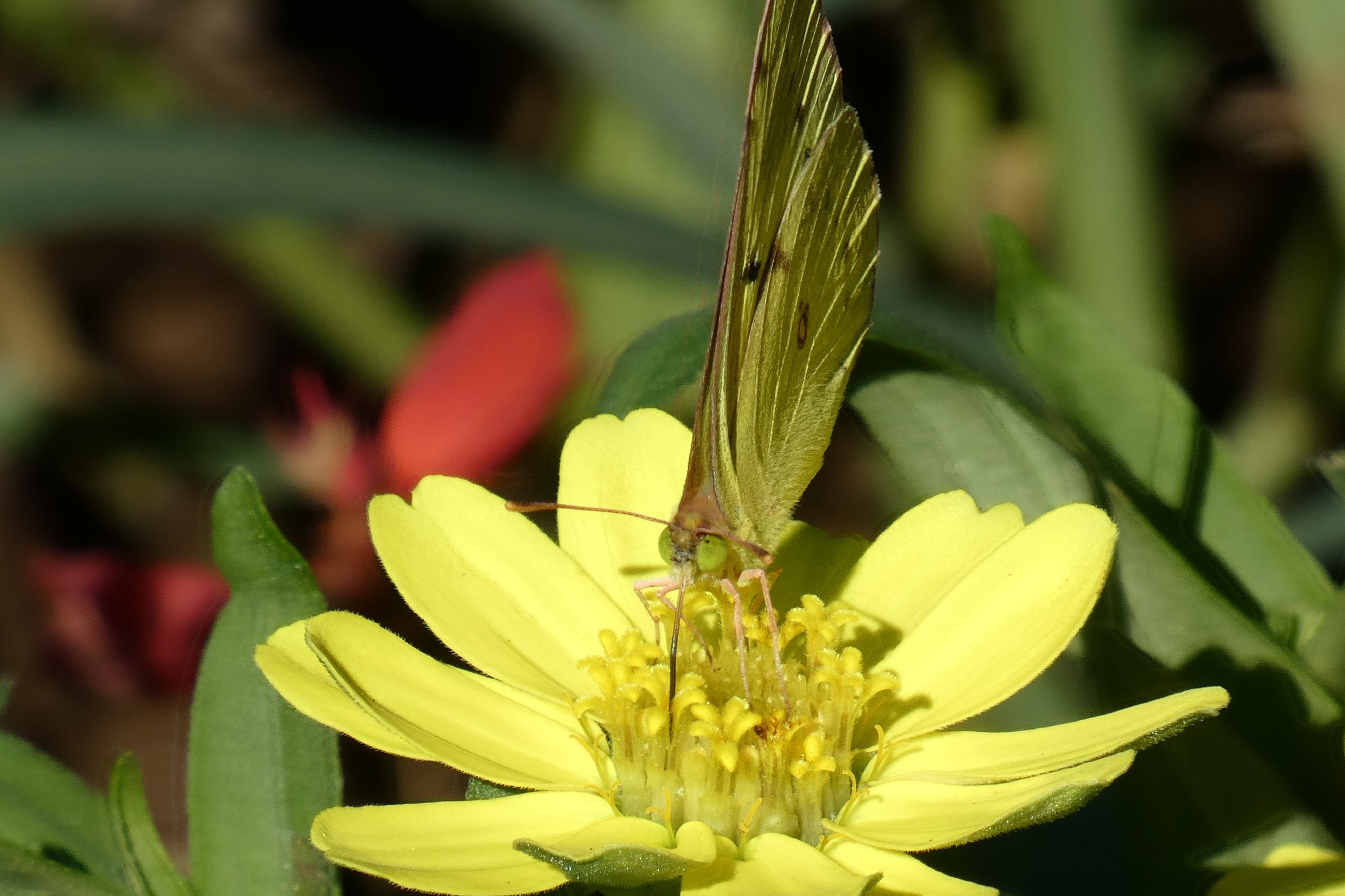 黄花に紋黄蝶