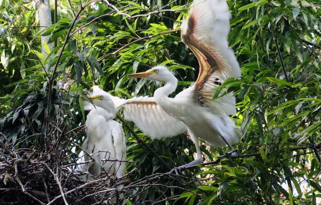 中鷺の幼鳥