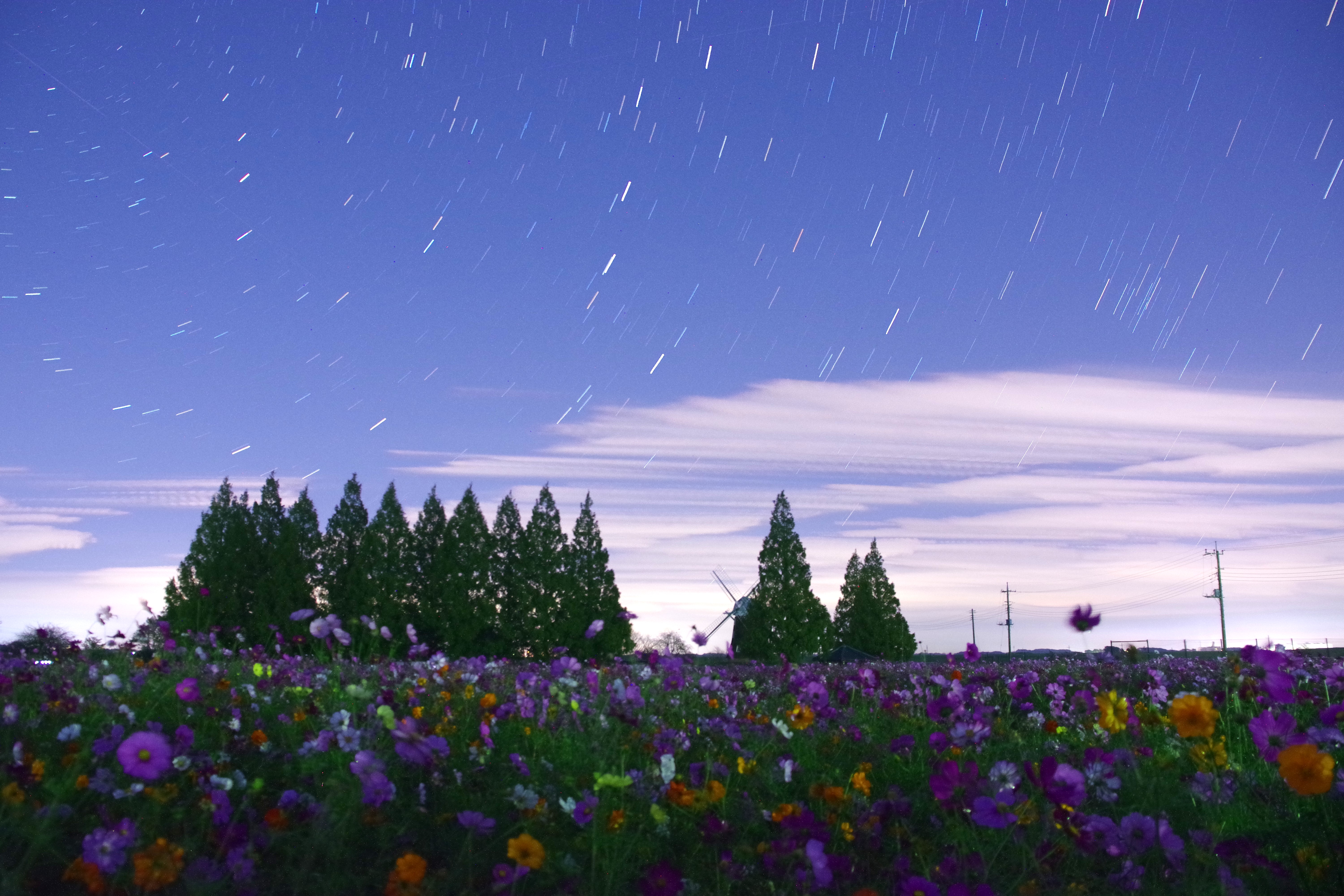 コスモスの星空