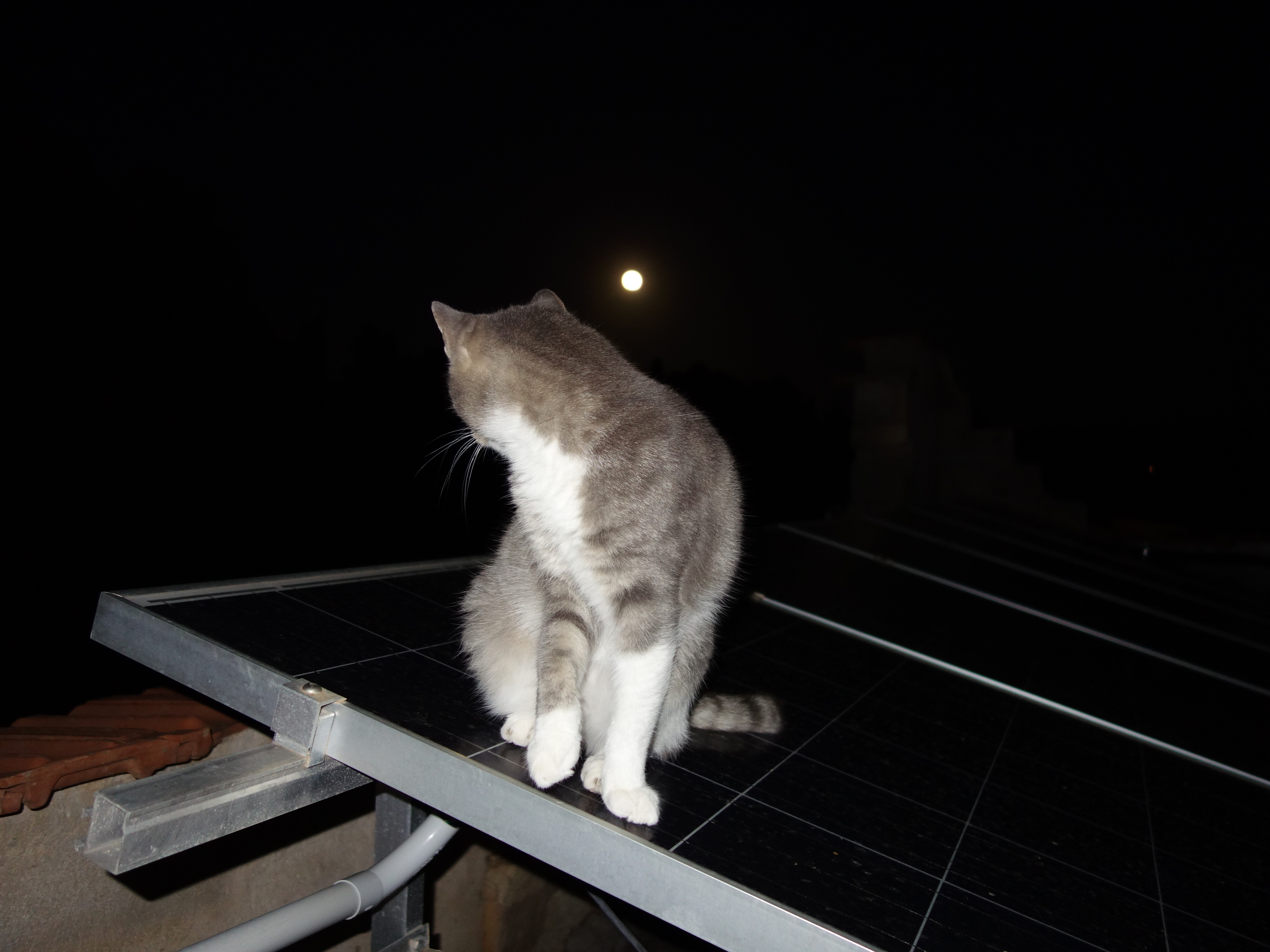 見返り美猫