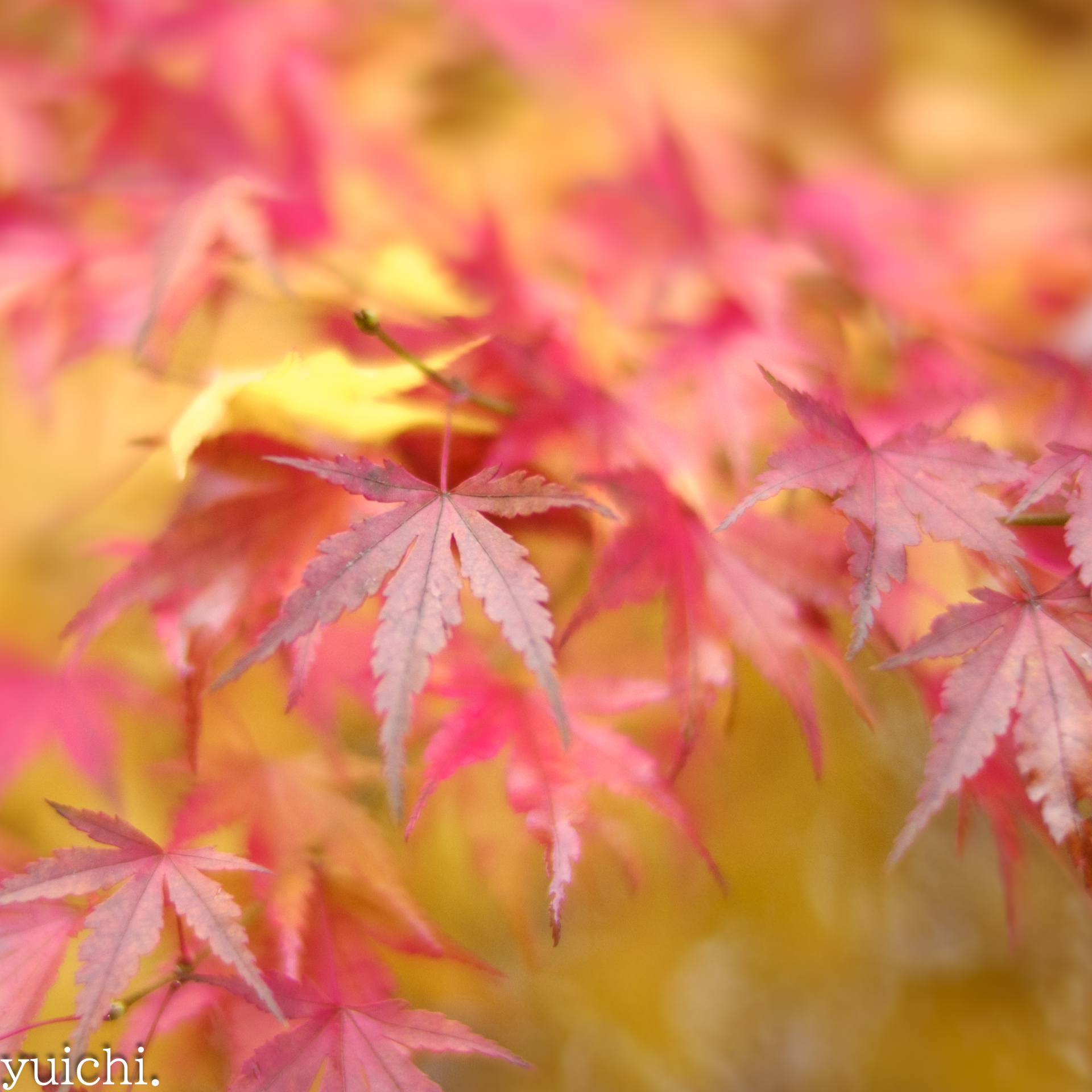 紅葉