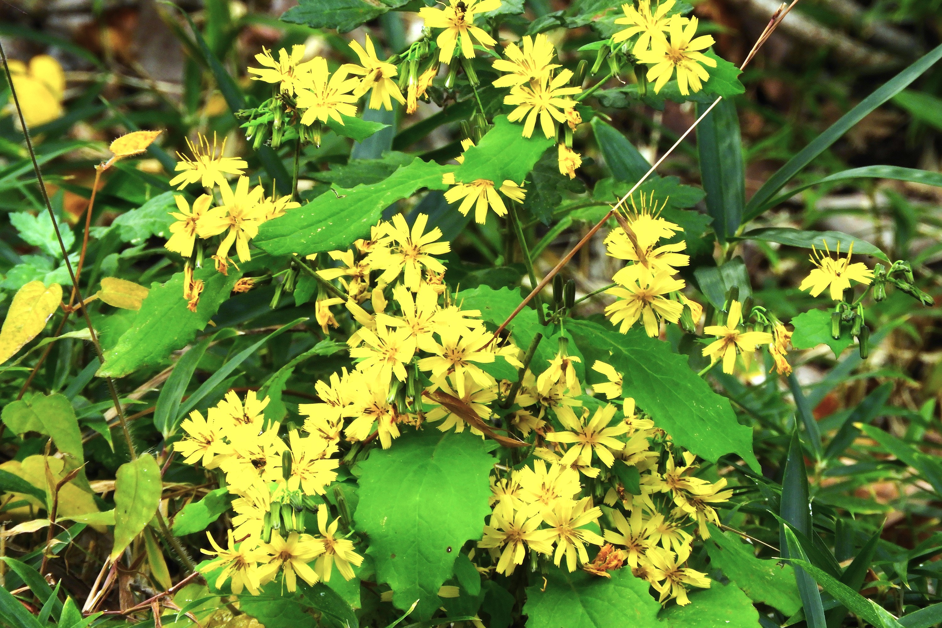 薬師草の花