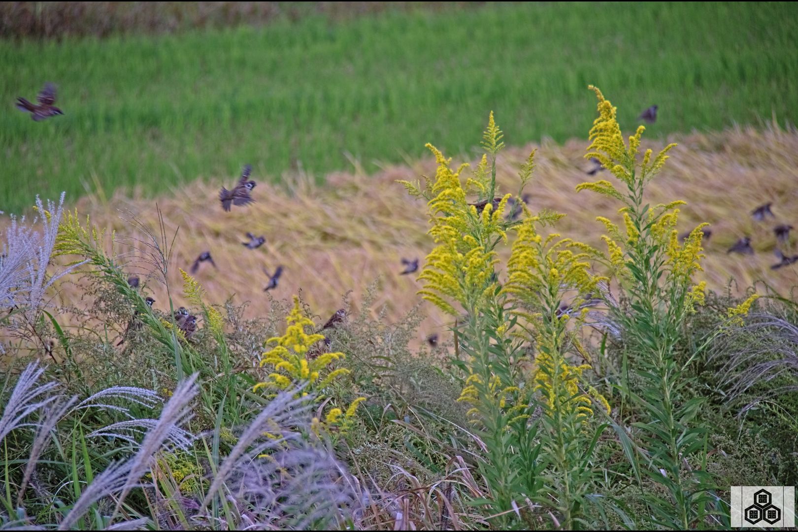 背高泡立草