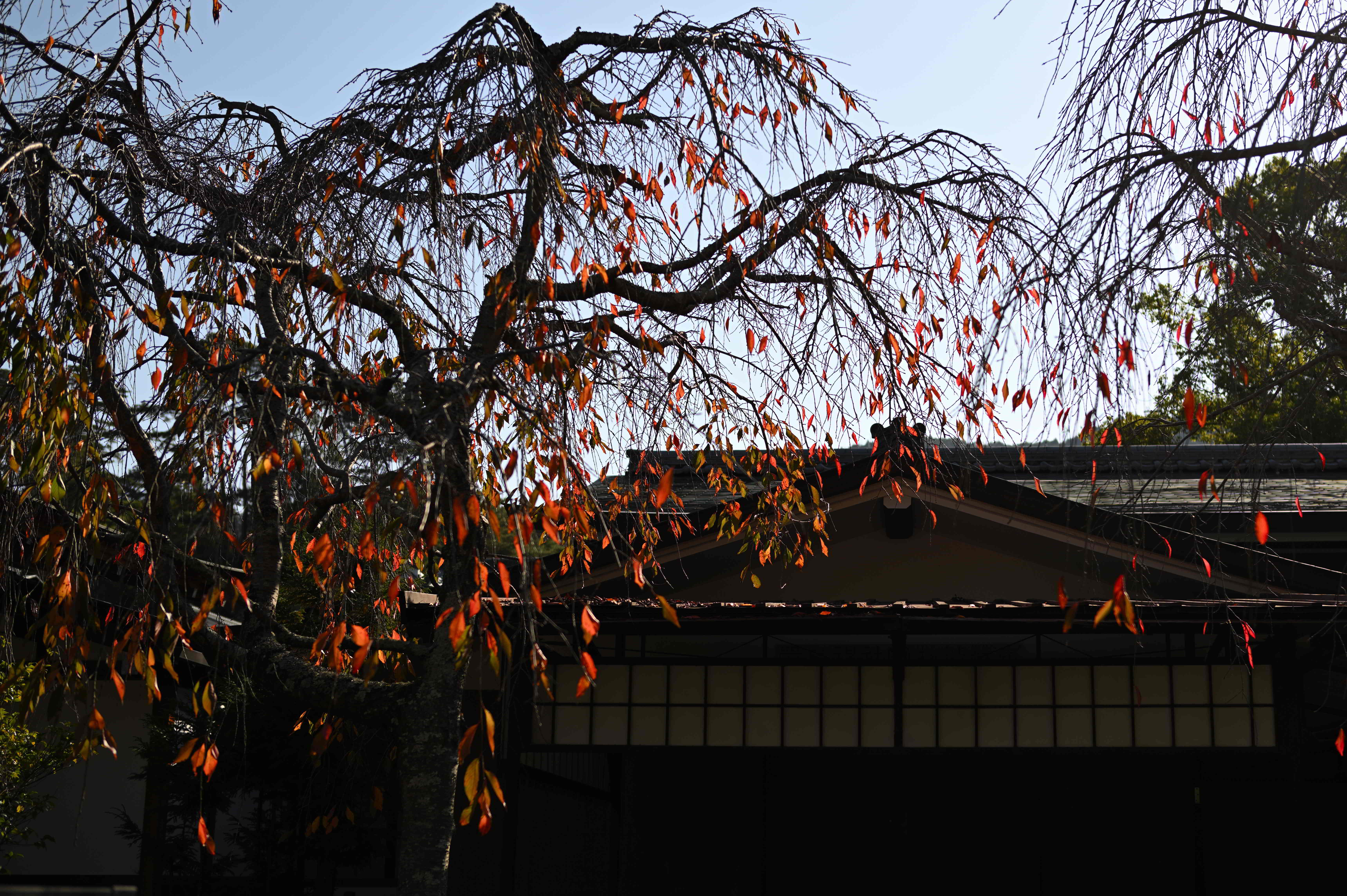 残秋しだれ桜