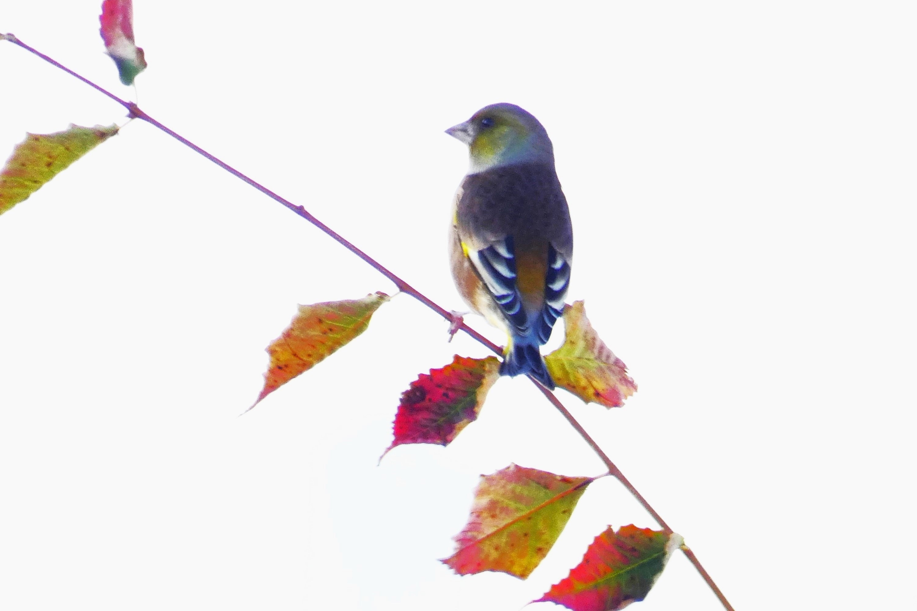 欅紅葉に河原鶸