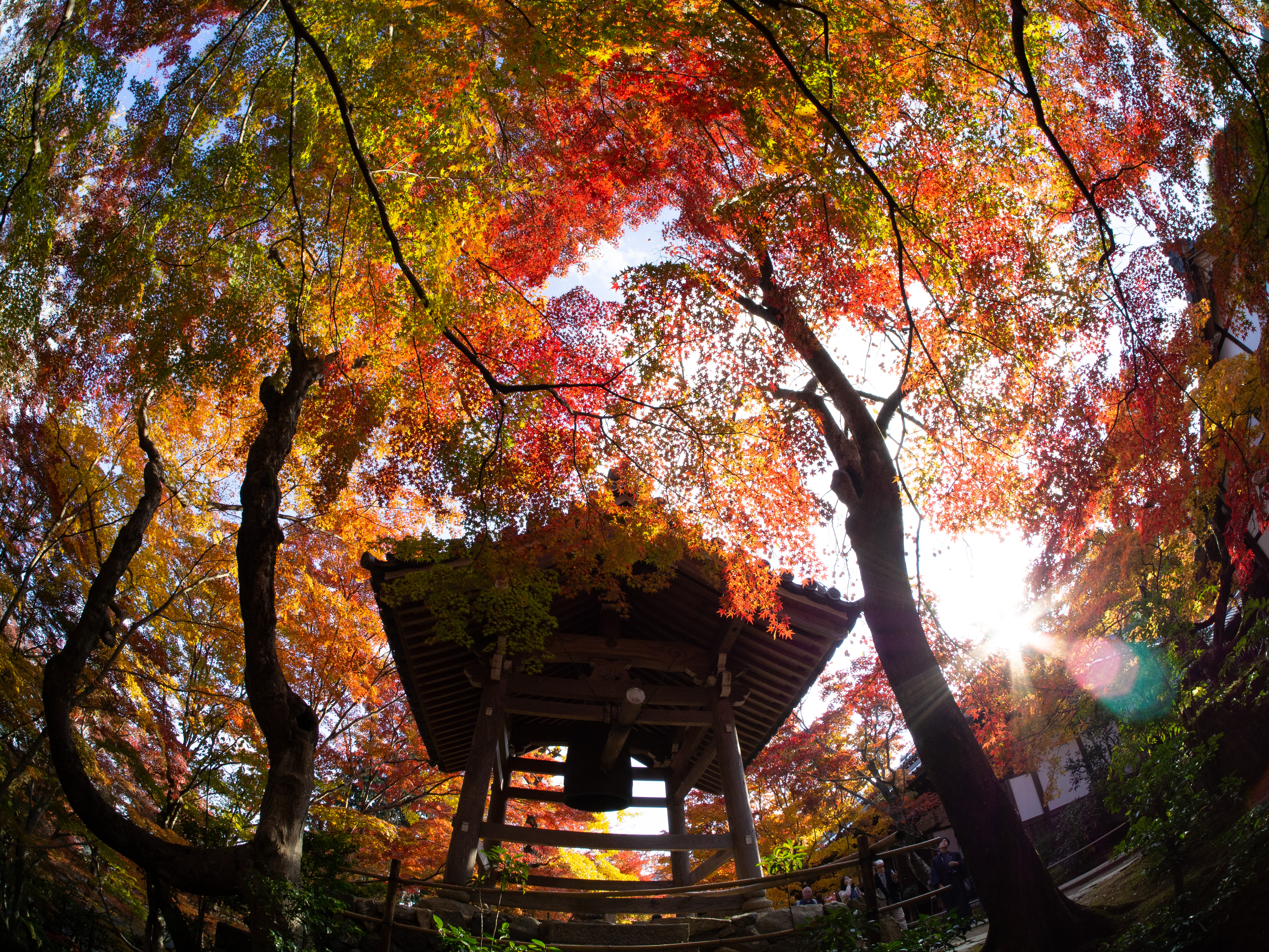 鐘楼(しょうろう)の紅葉。
