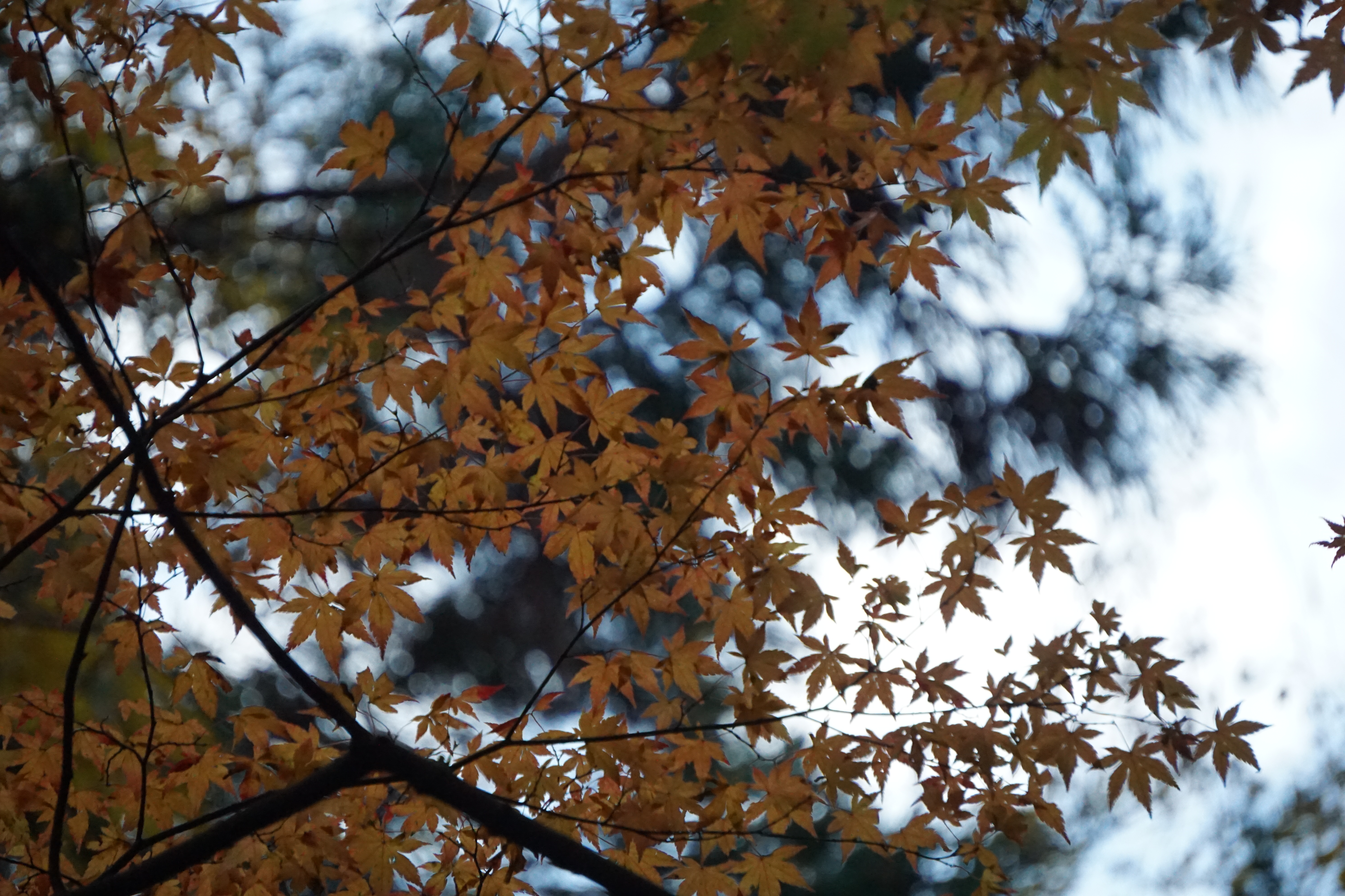 紅葉 2