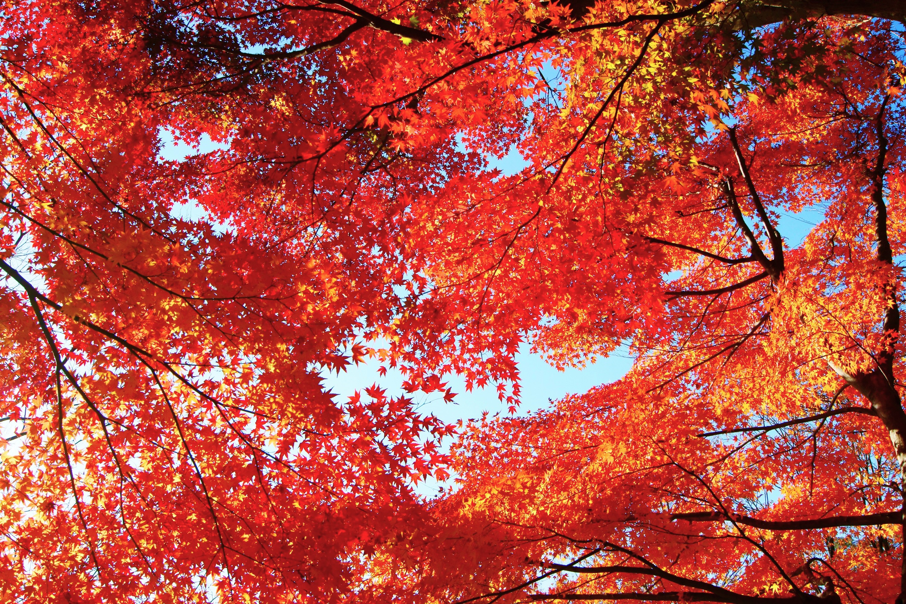 眩しい程の照紅葉