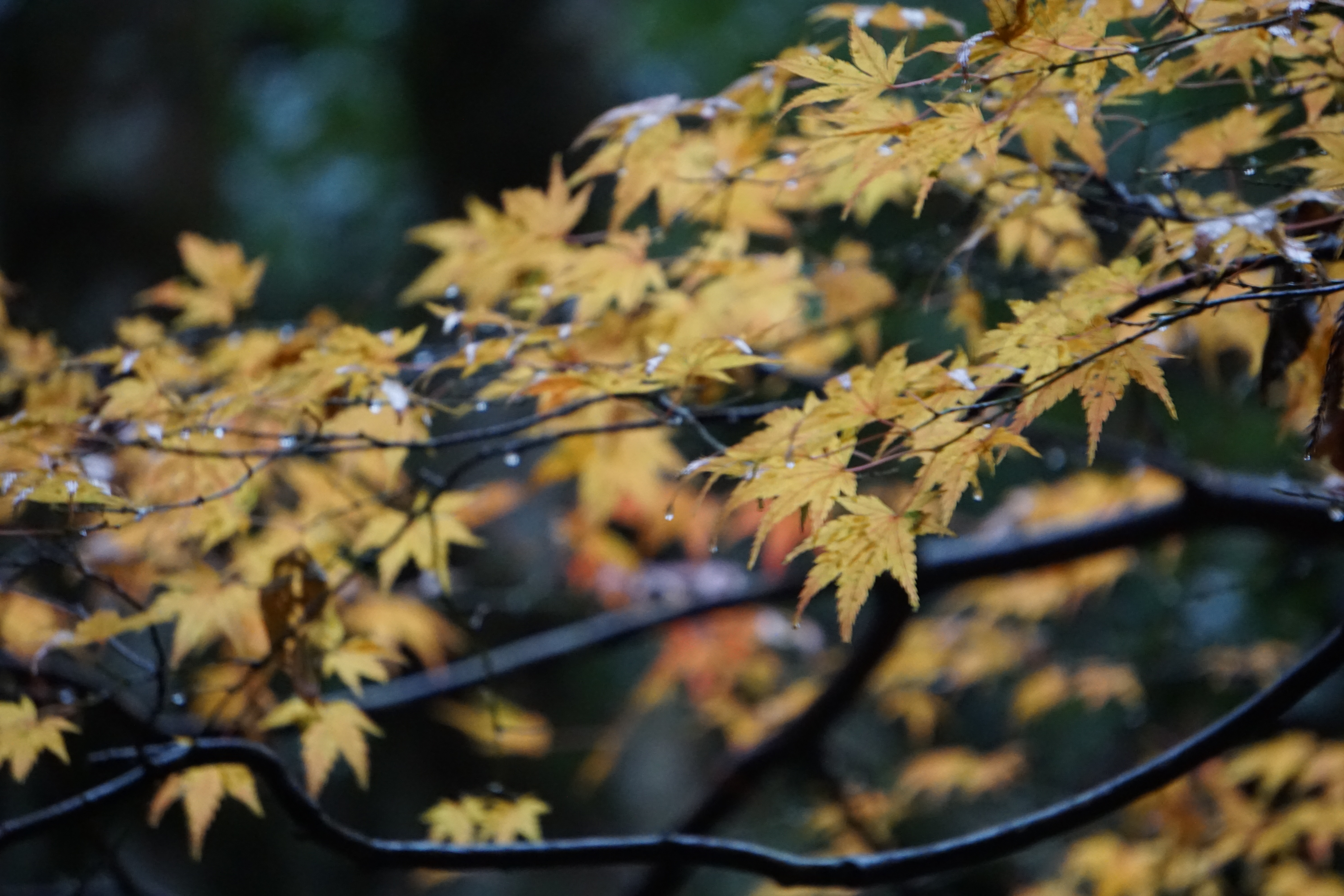 雨上がりの紅葉