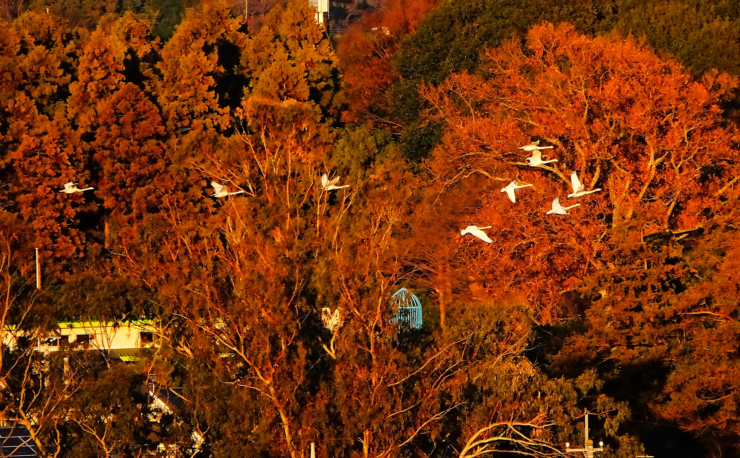 大白鳥800m先紅葉を飛ぶ