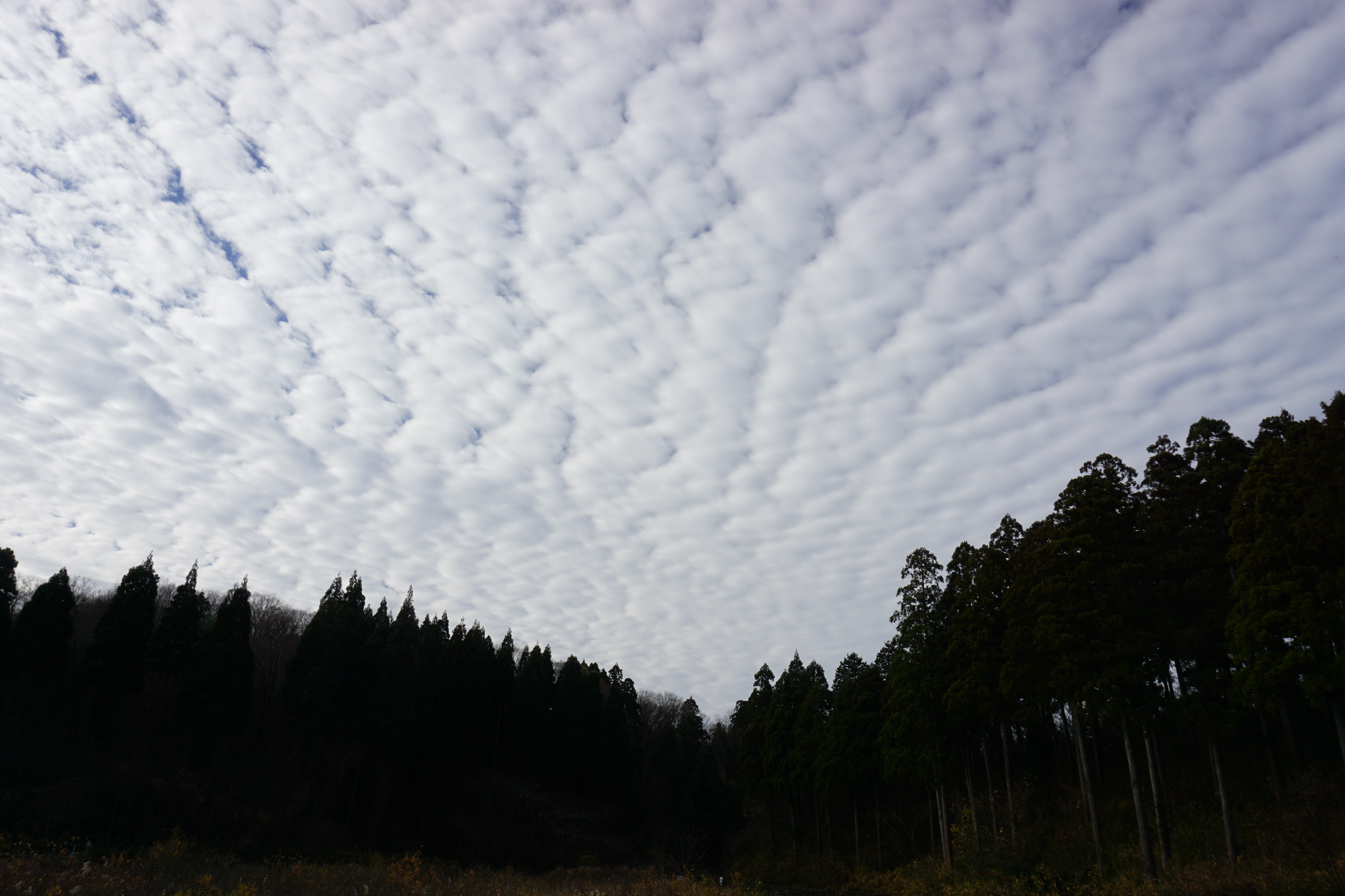 雲