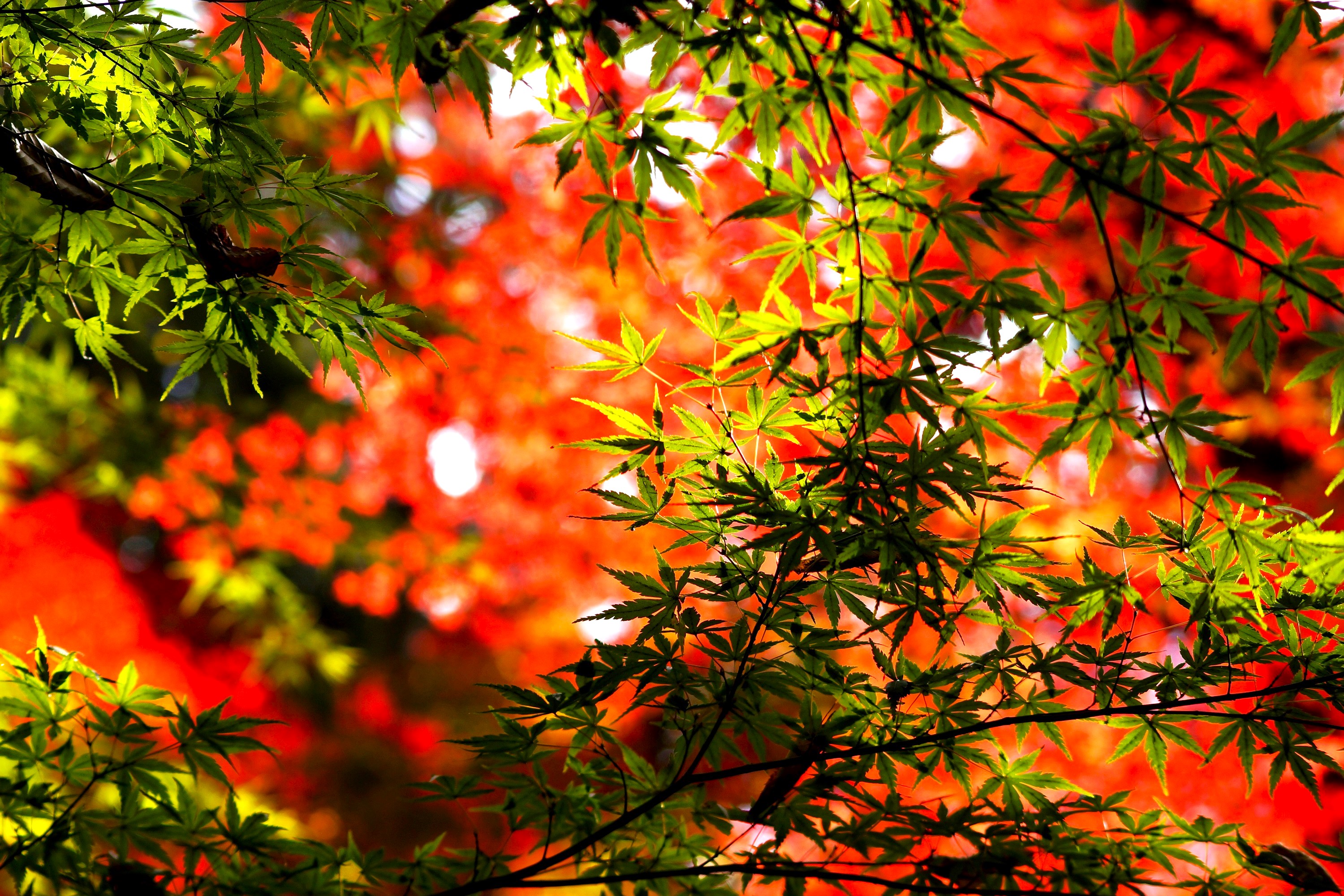 楓紅葉の早さ遅さ