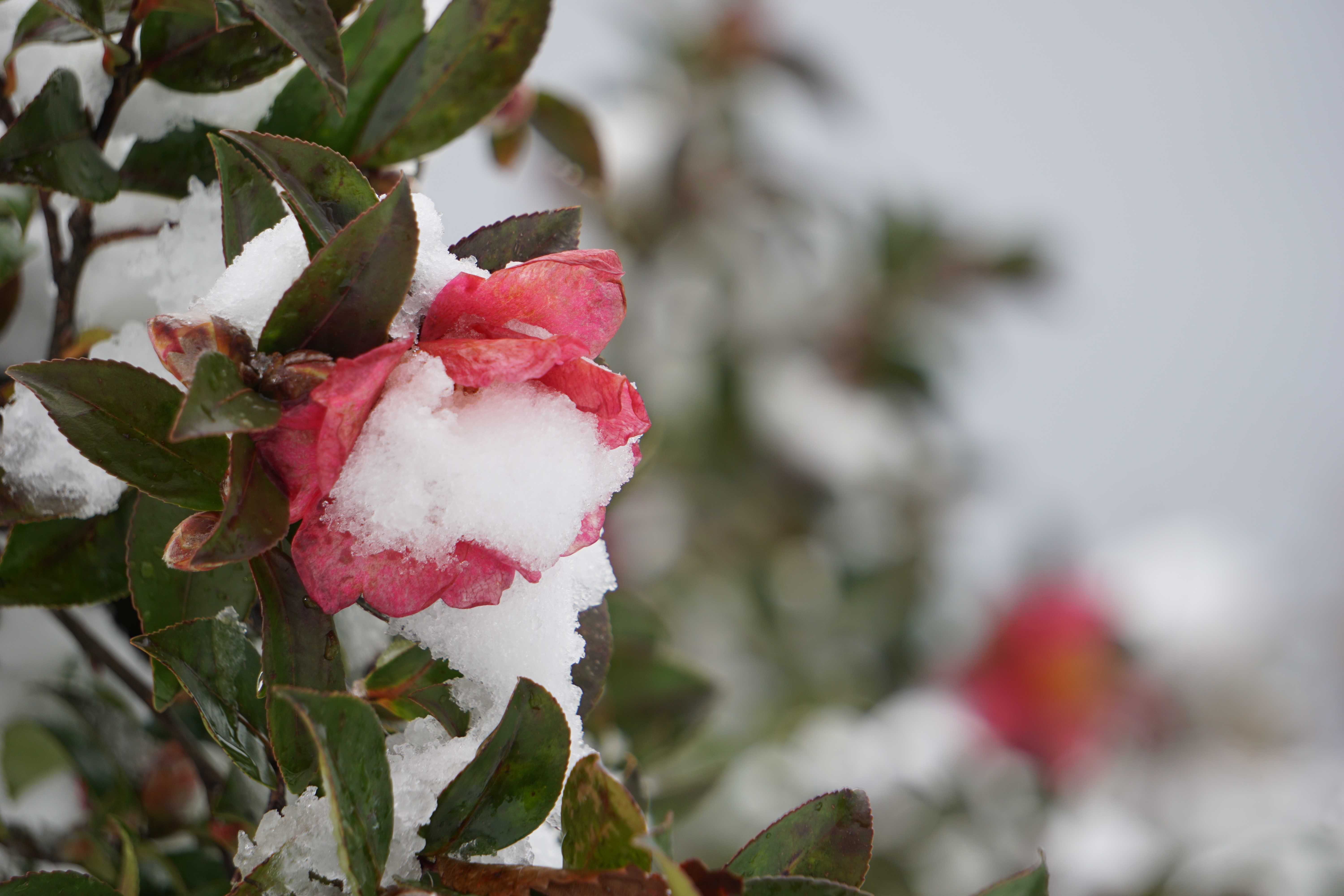 山茶花と雪