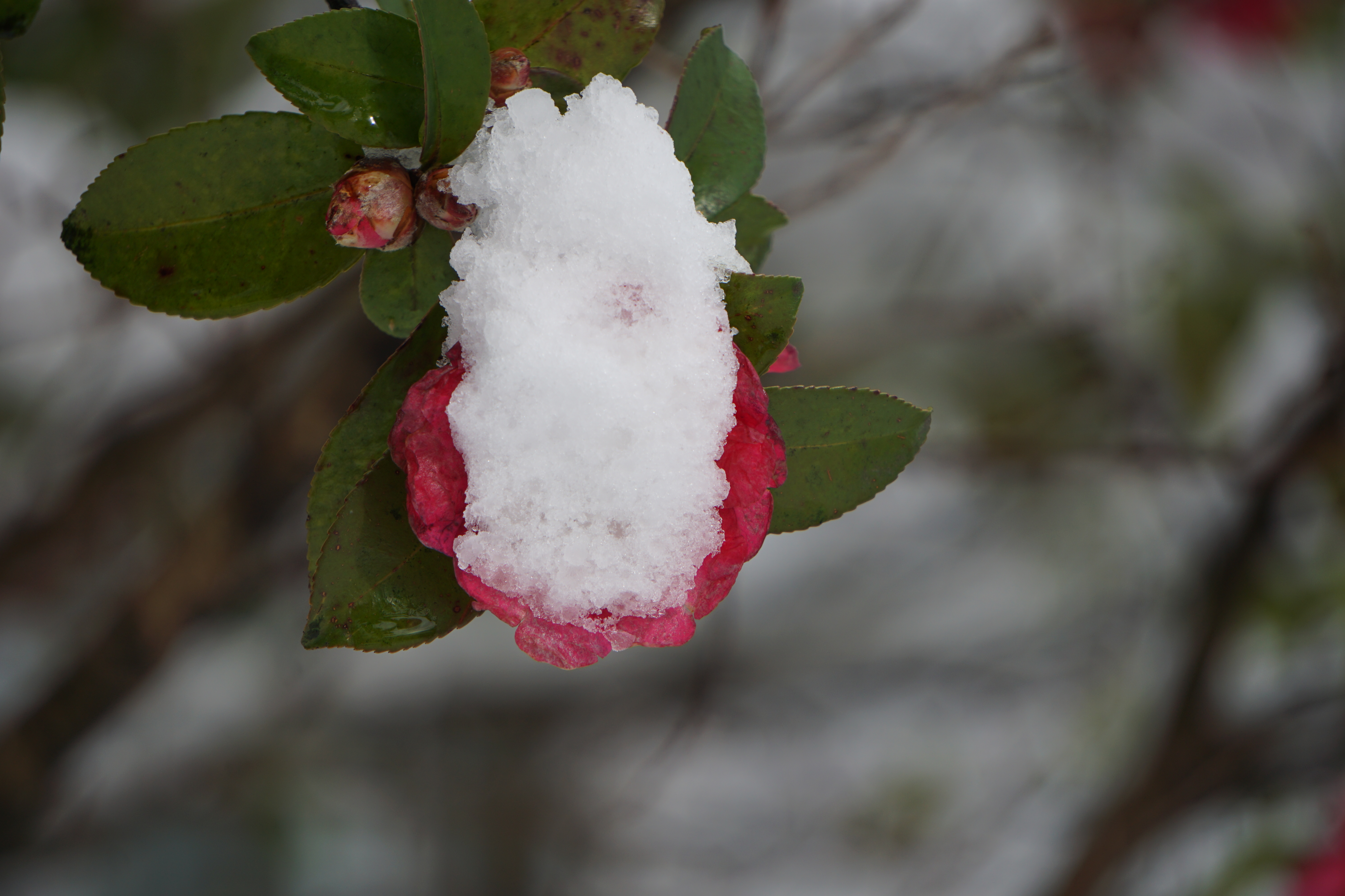 雪と山茶花 2