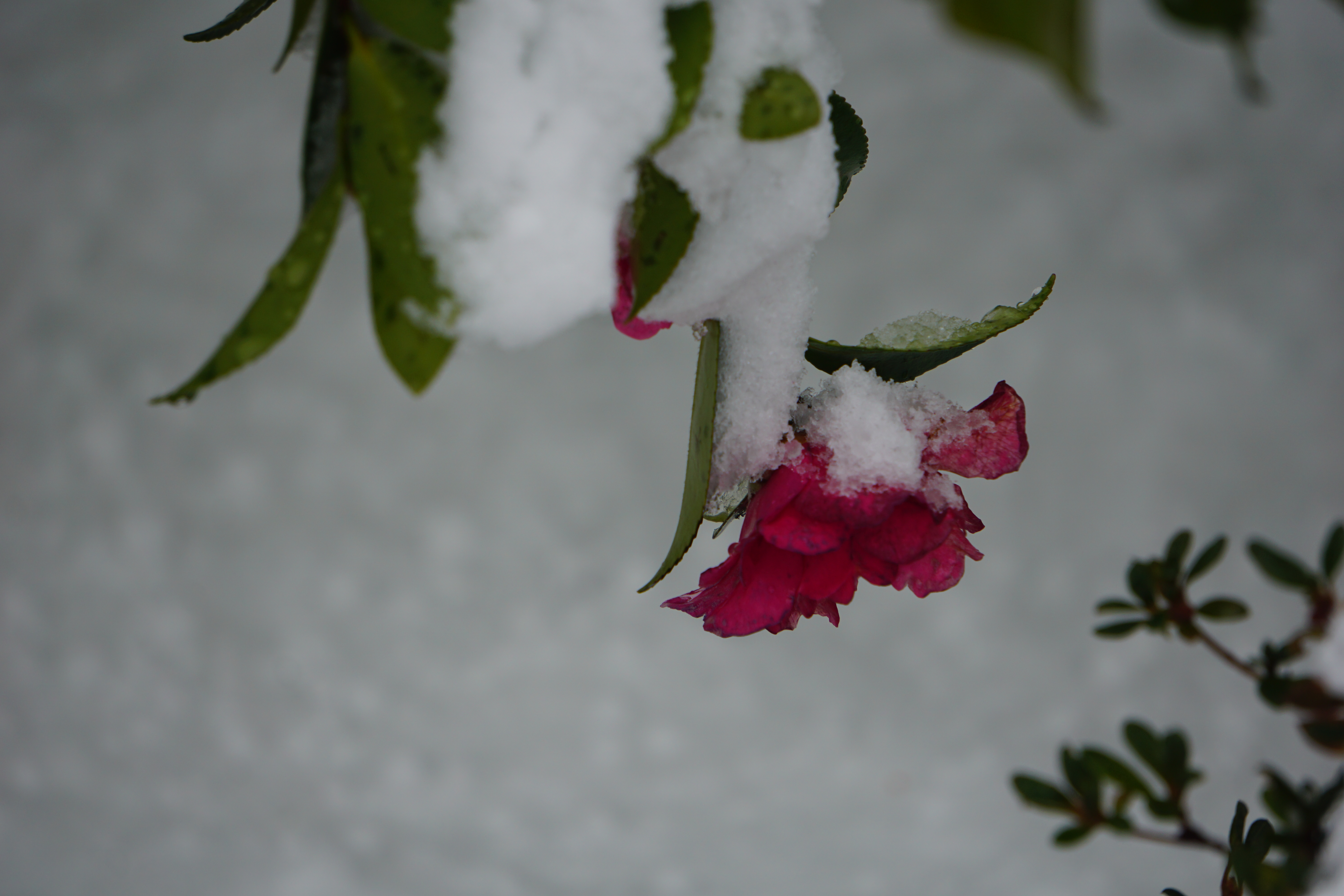 雪と山茶花 3