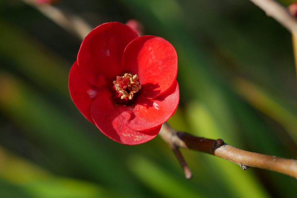 ボケの花