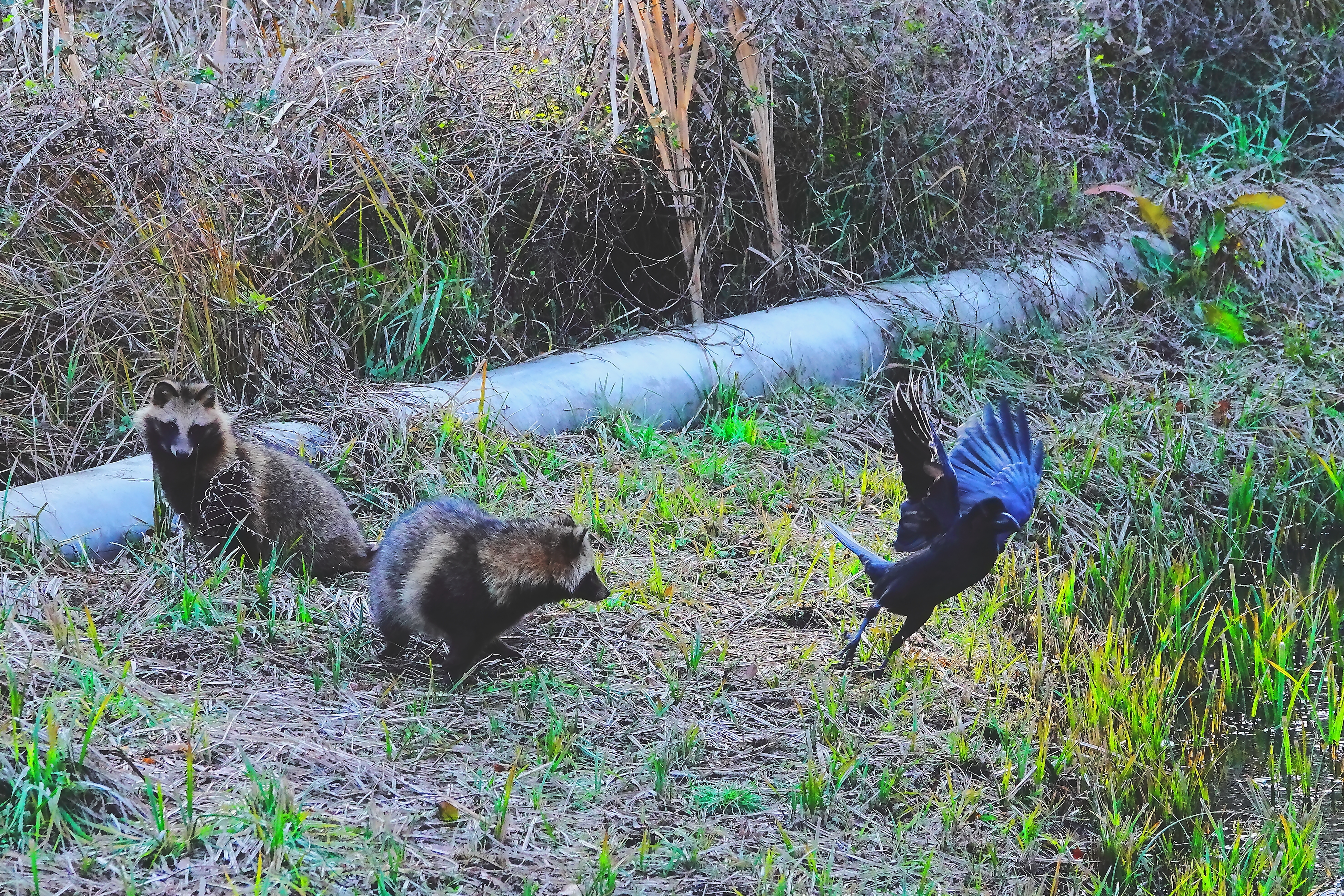 狸、鴉を追い払う!