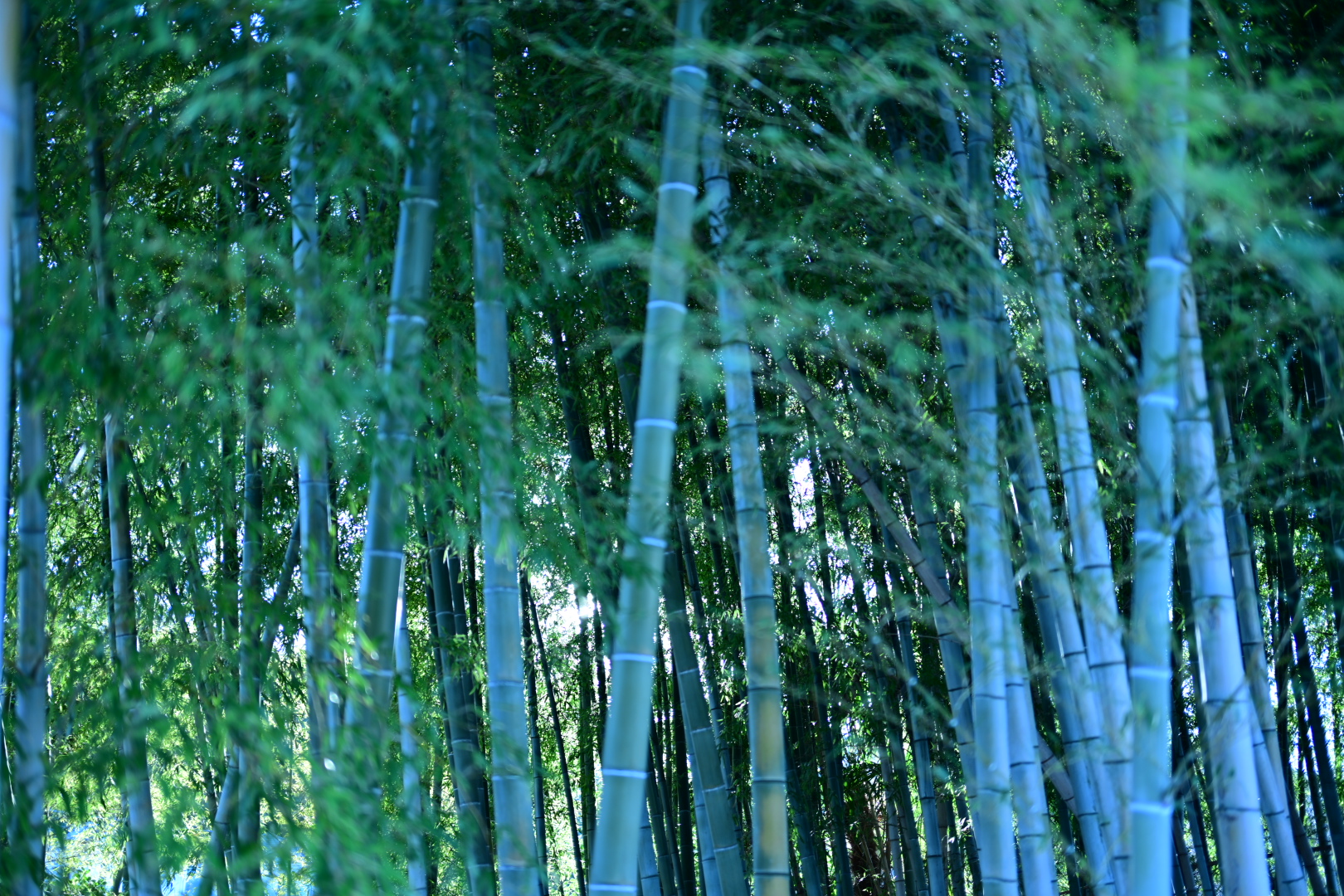 爽やかな竹林