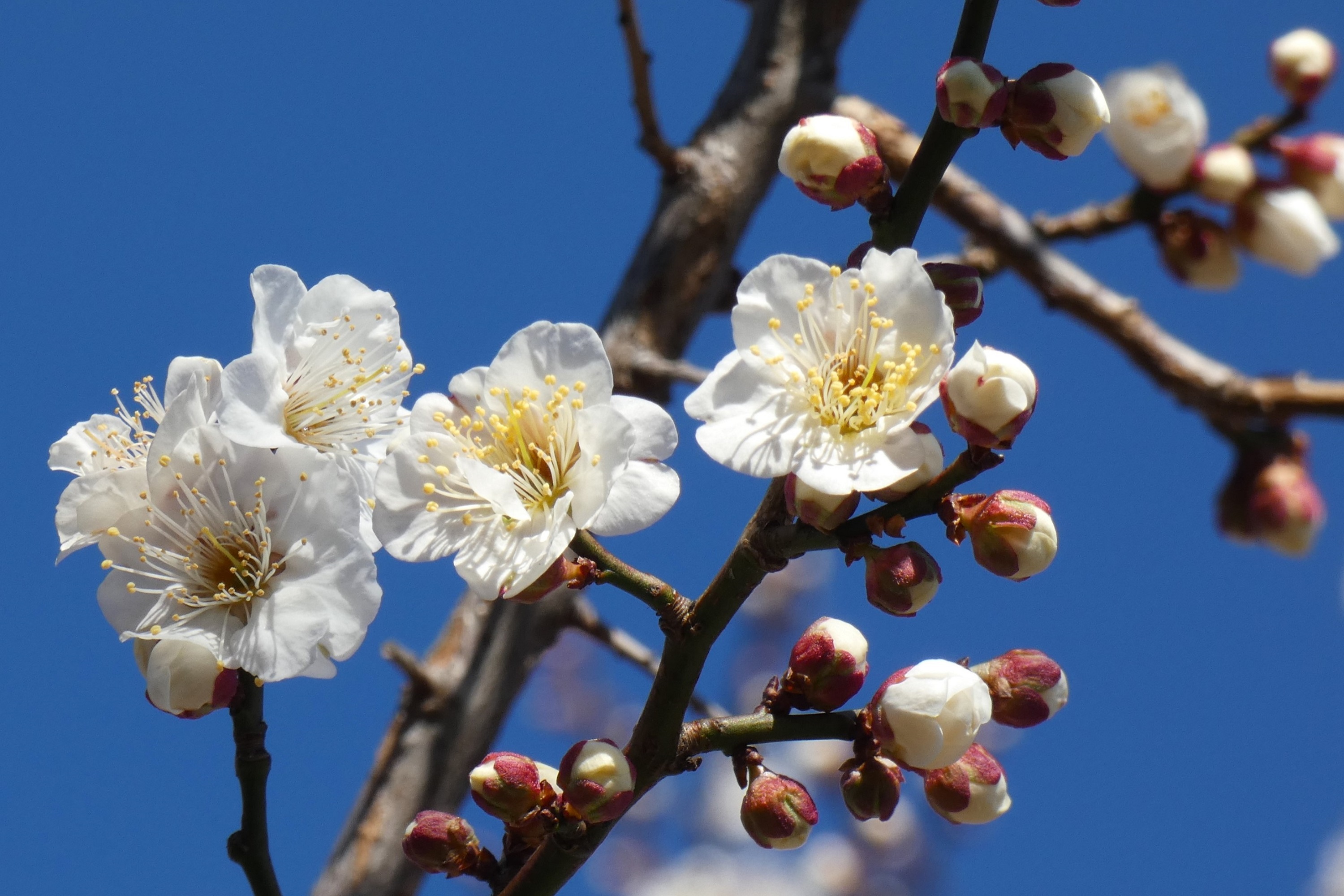 三分咲の白梅