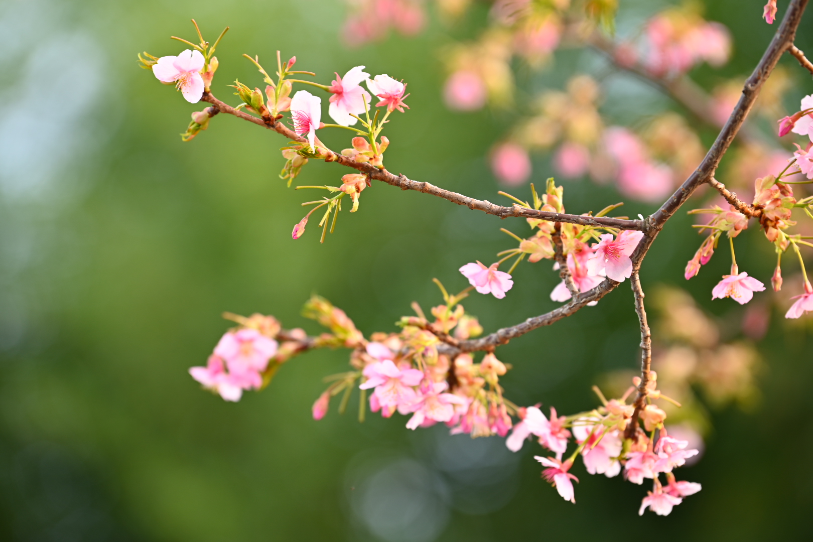 路傍の桜