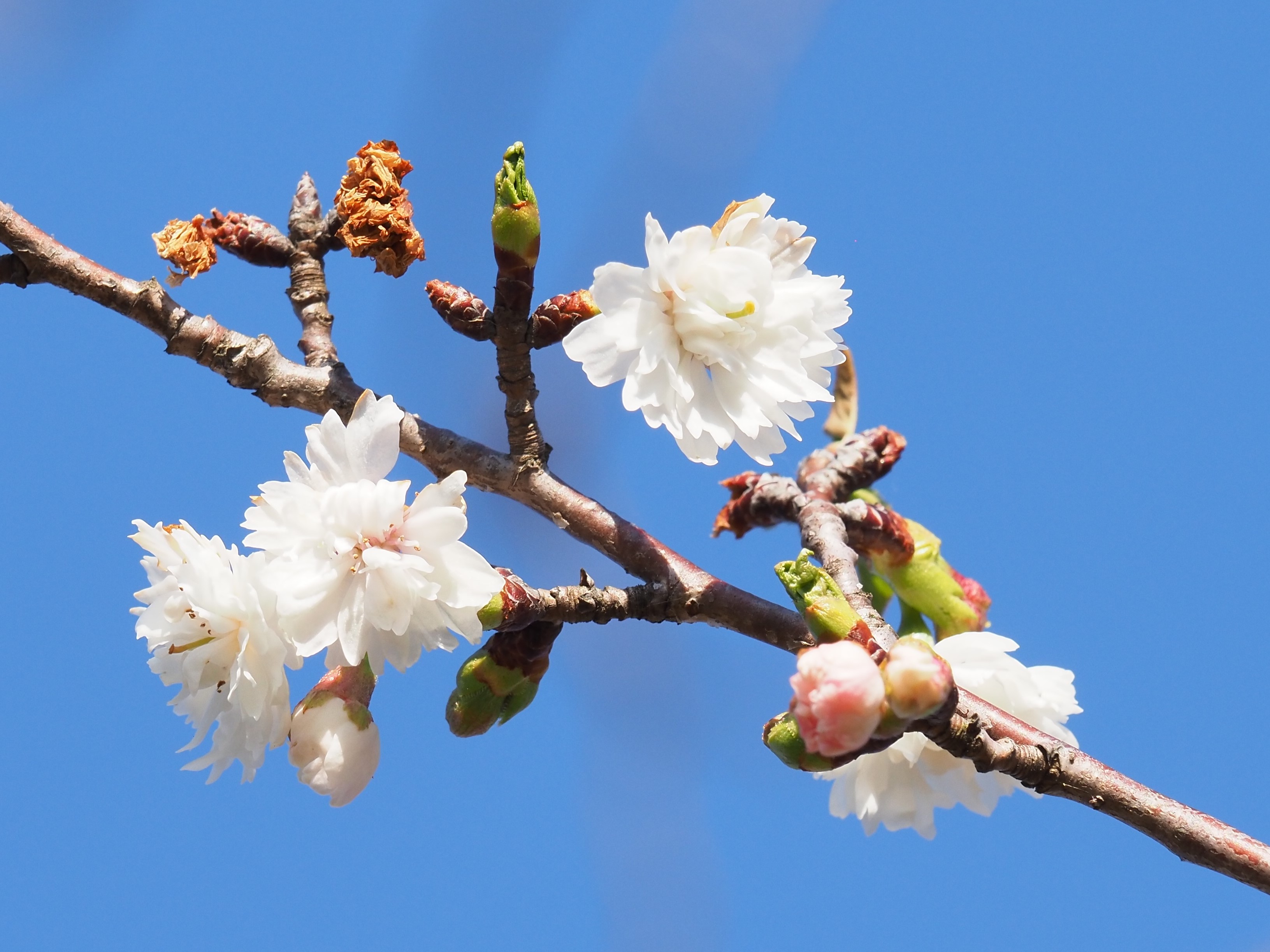 四季桜?