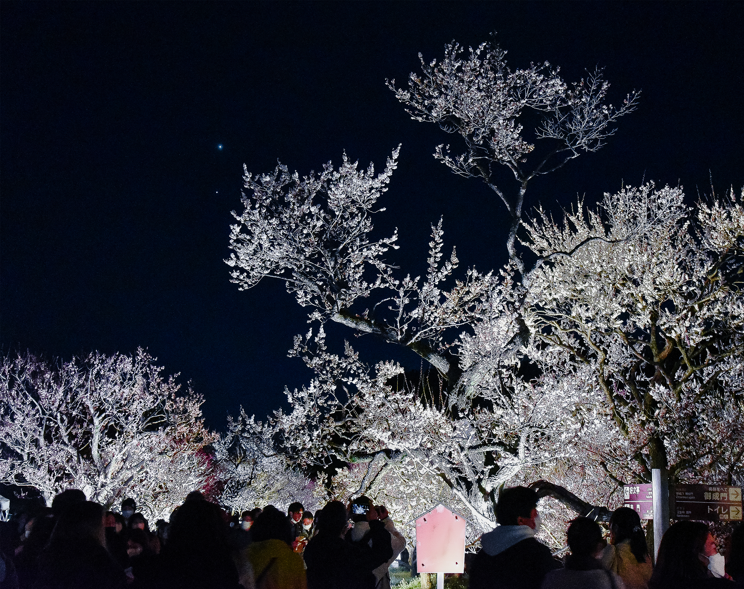 夜・梅・祭 2023