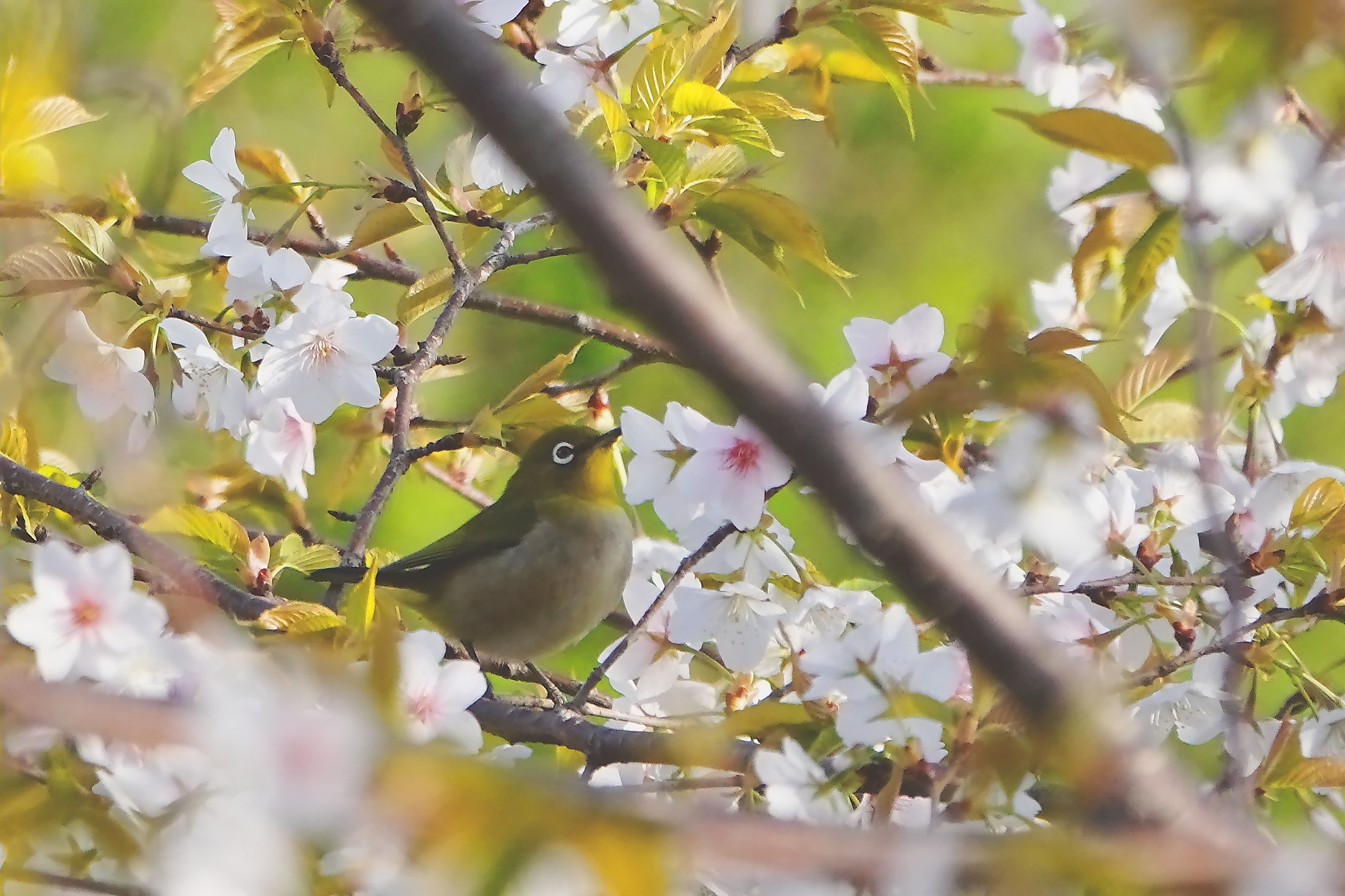 大島桜にメジロ