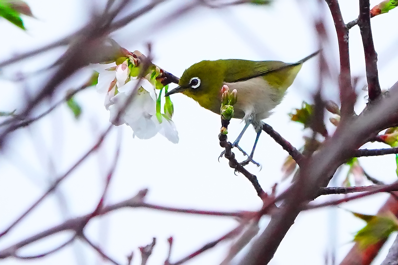 大島桜でジャンプ