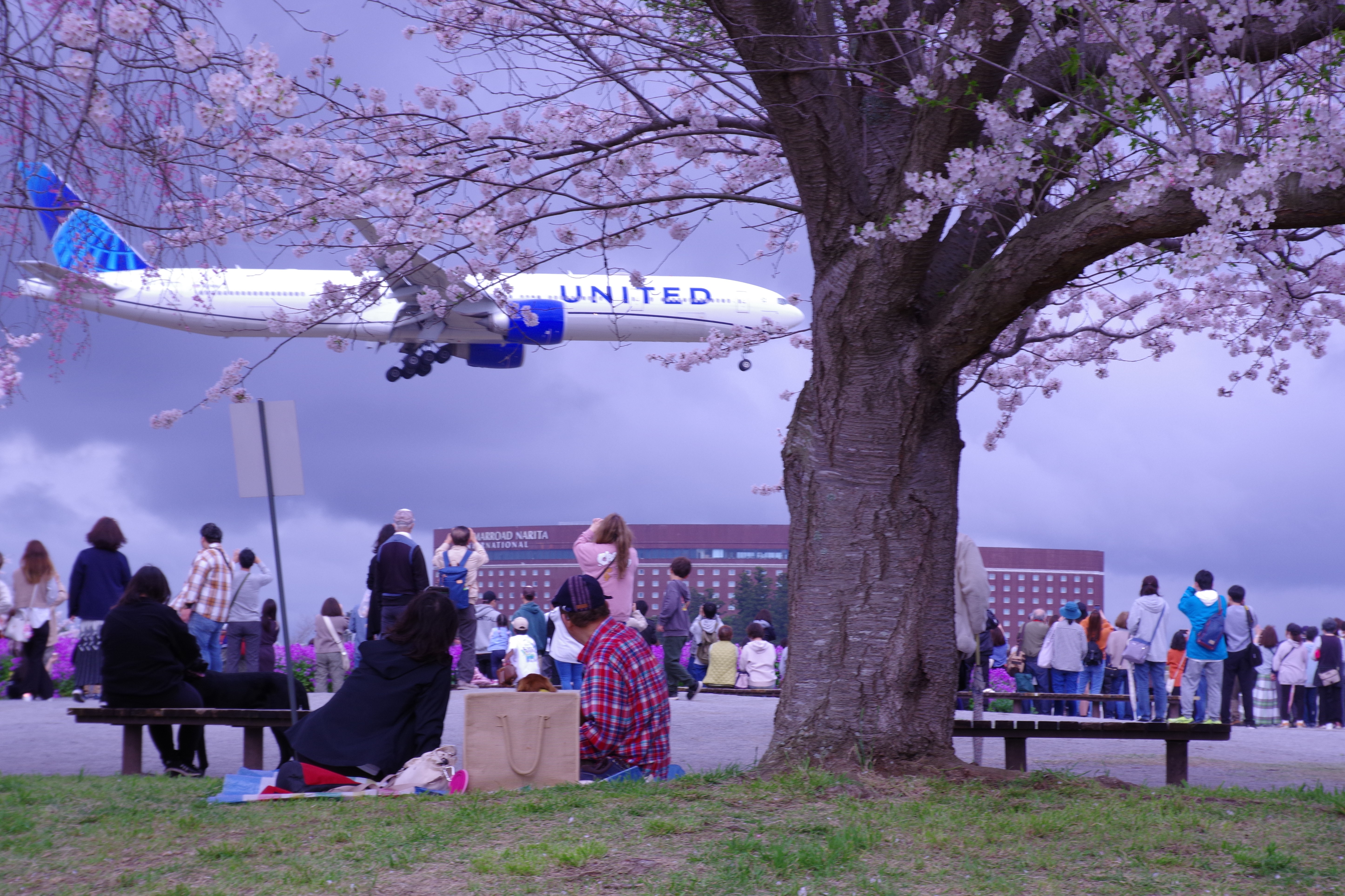 成田桜の山公園