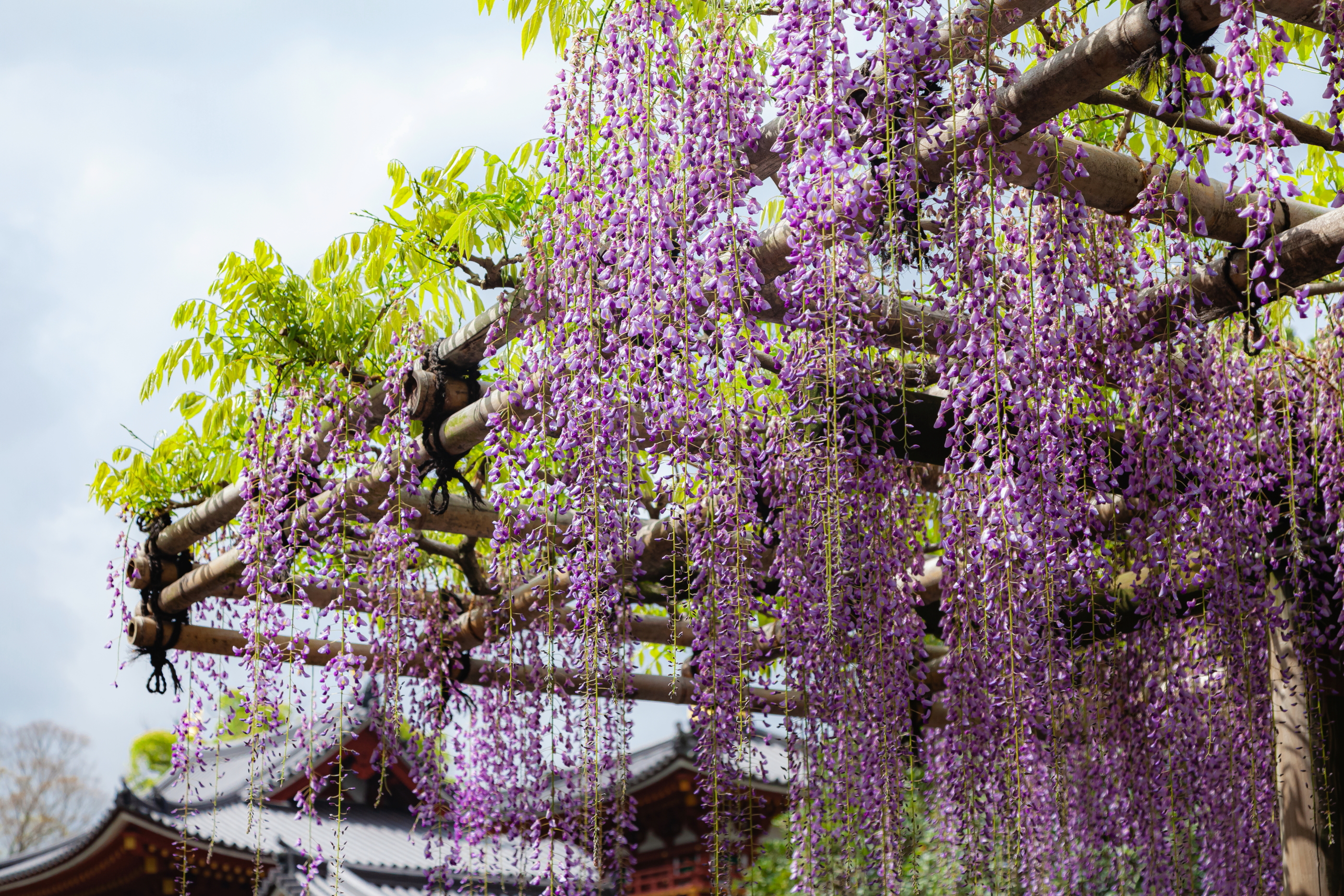 鳳凰堂をバックに…