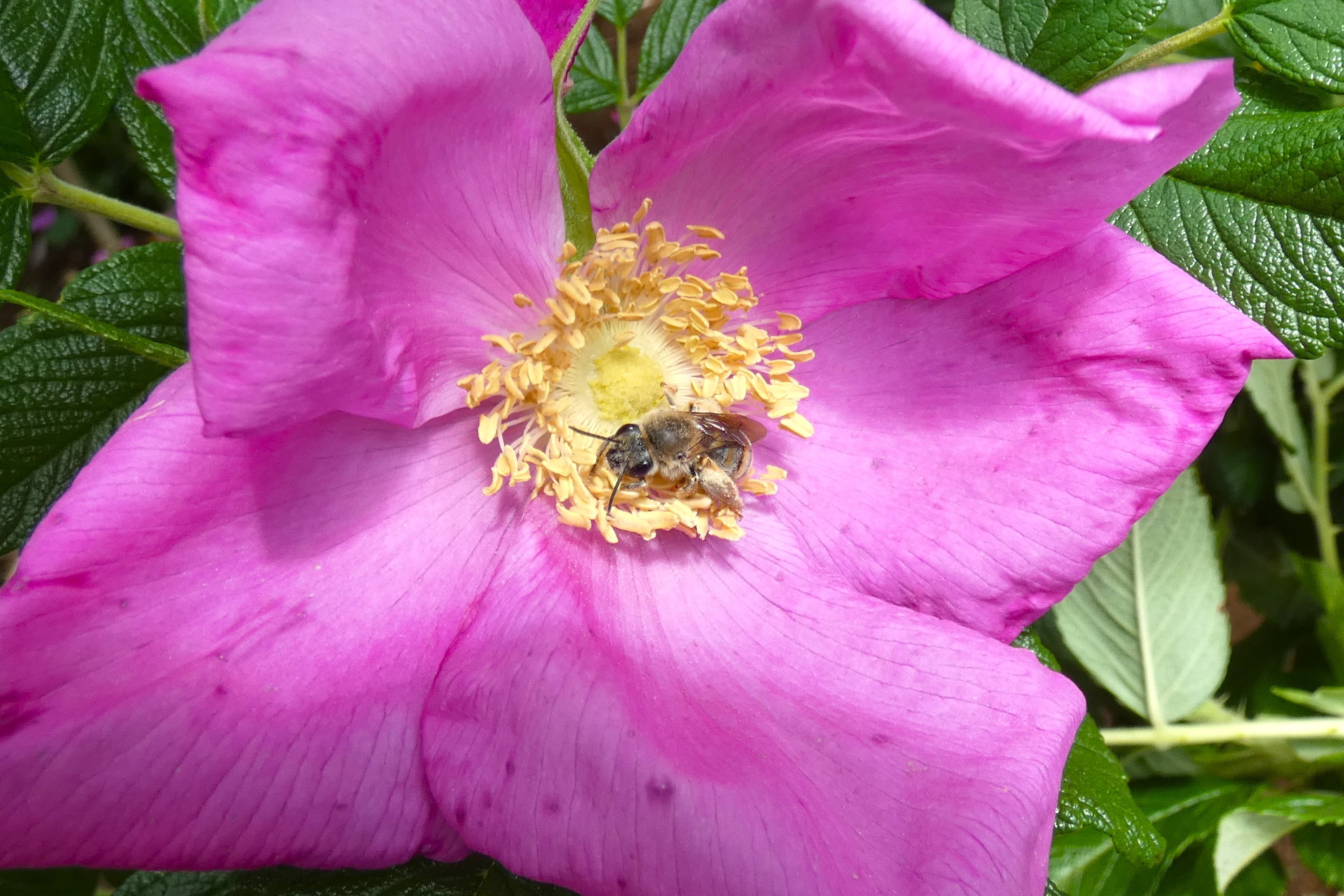 花粉塗れの蜂