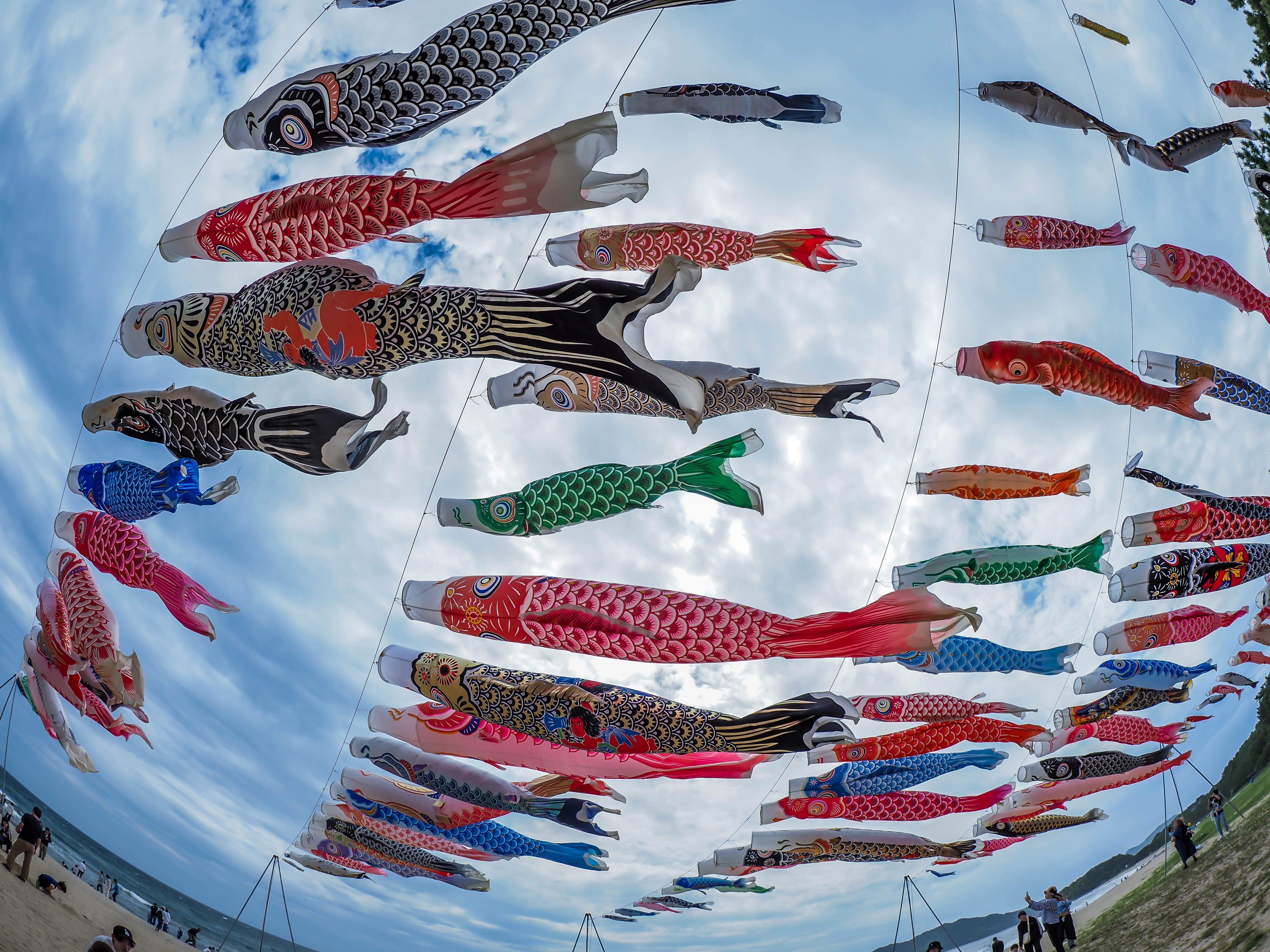 浜辺を泳ぐ鯉のぼり