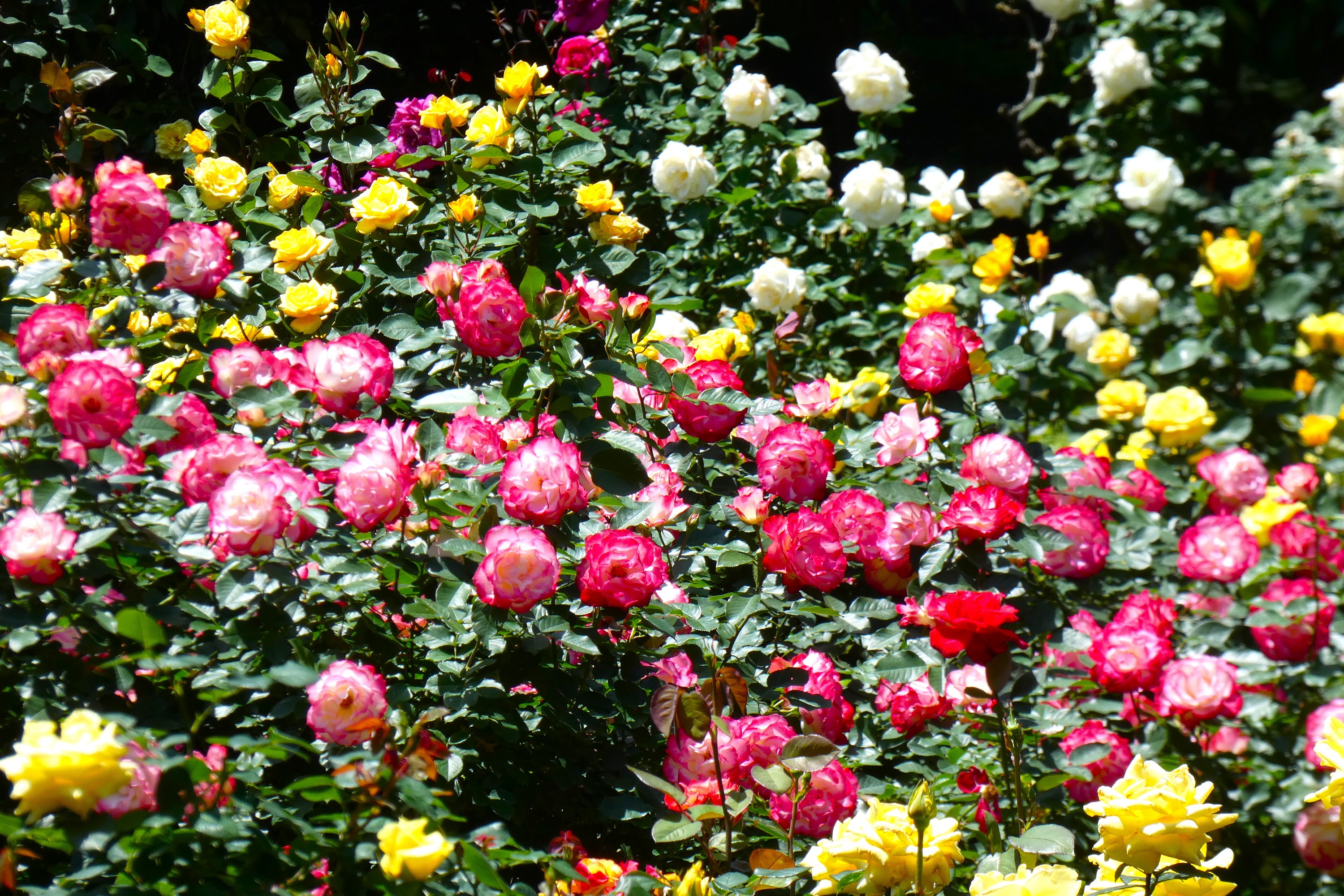 咲き競う薔薇園