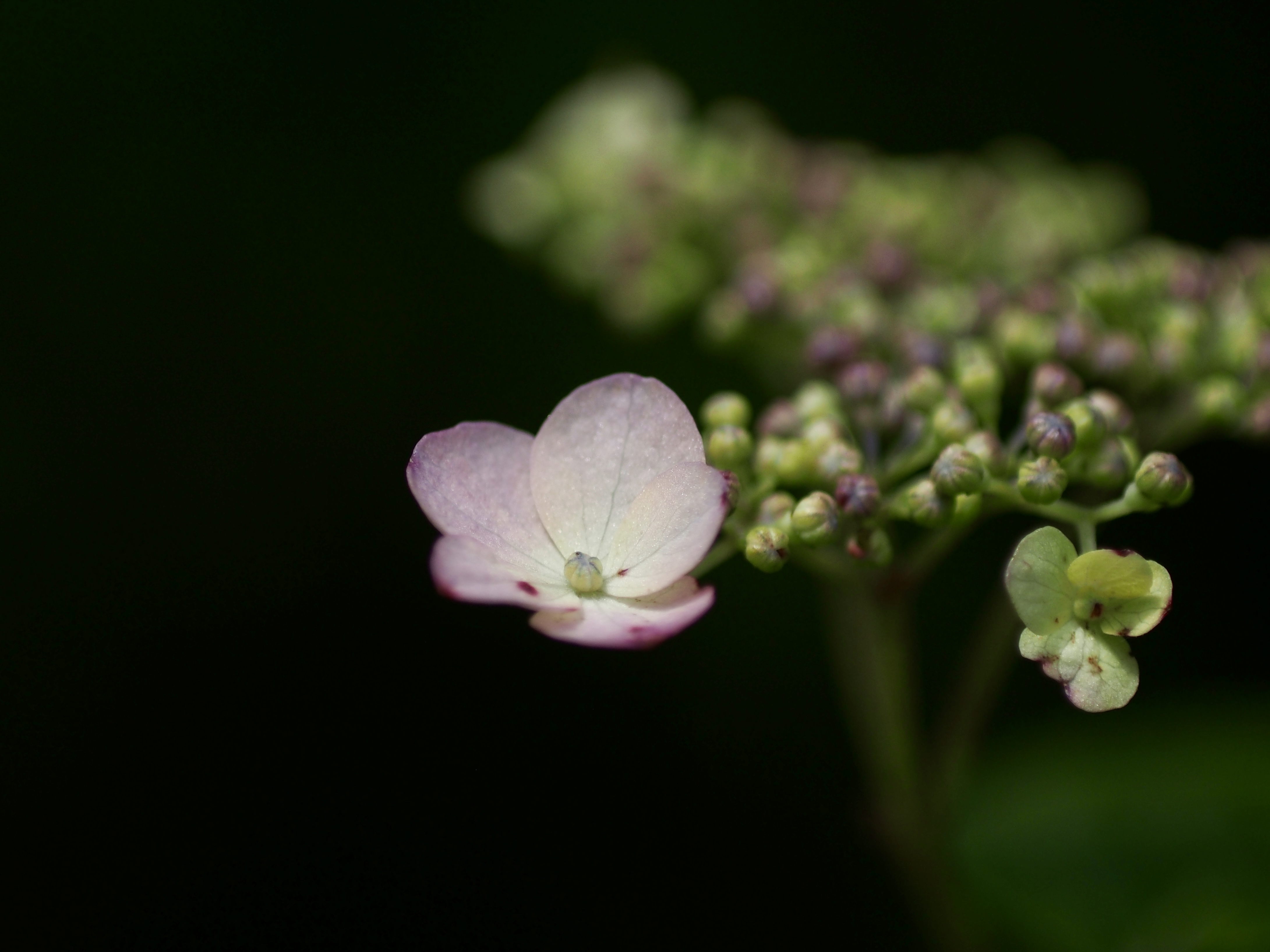 紫陽花3