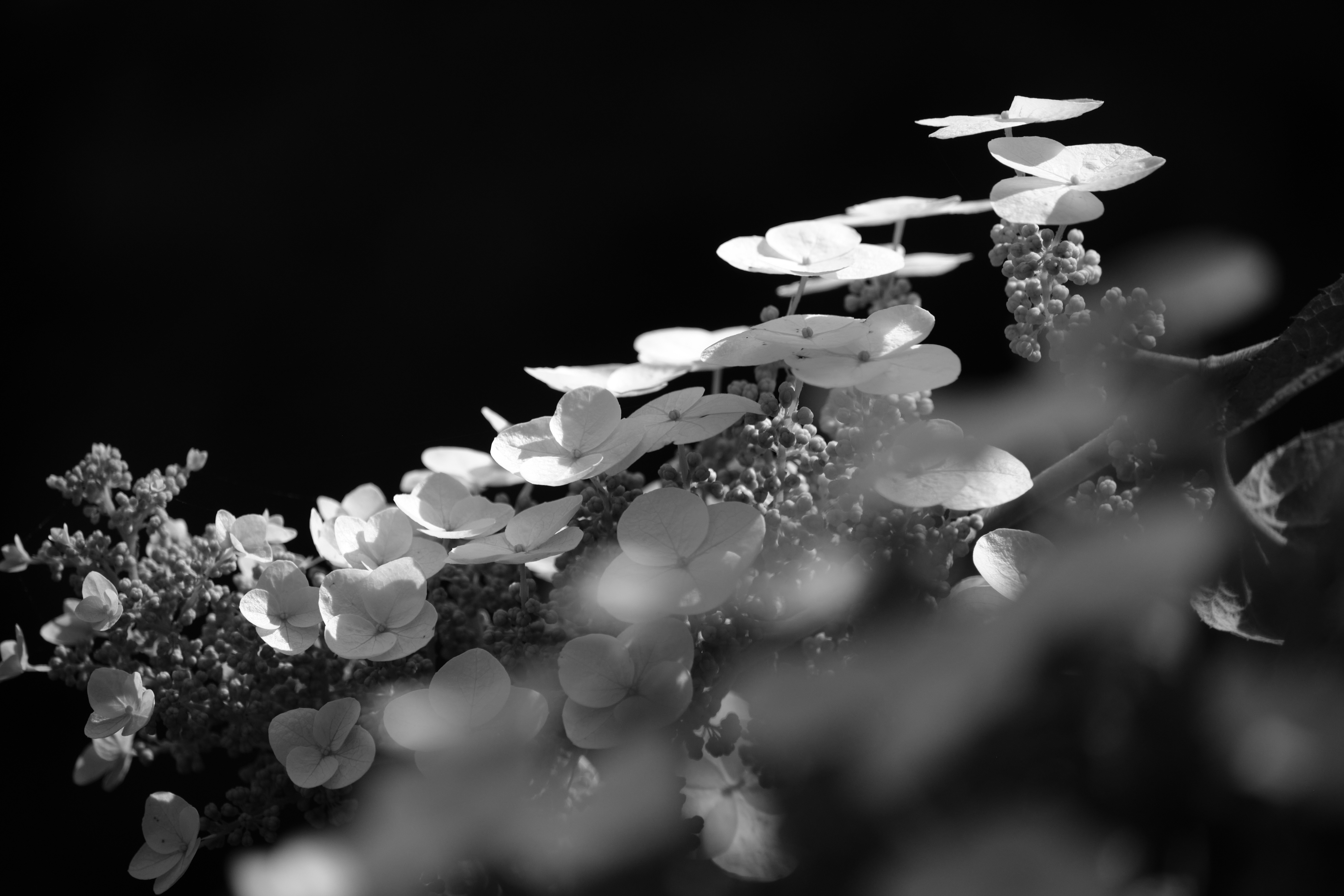梅雨の華Ⅱ