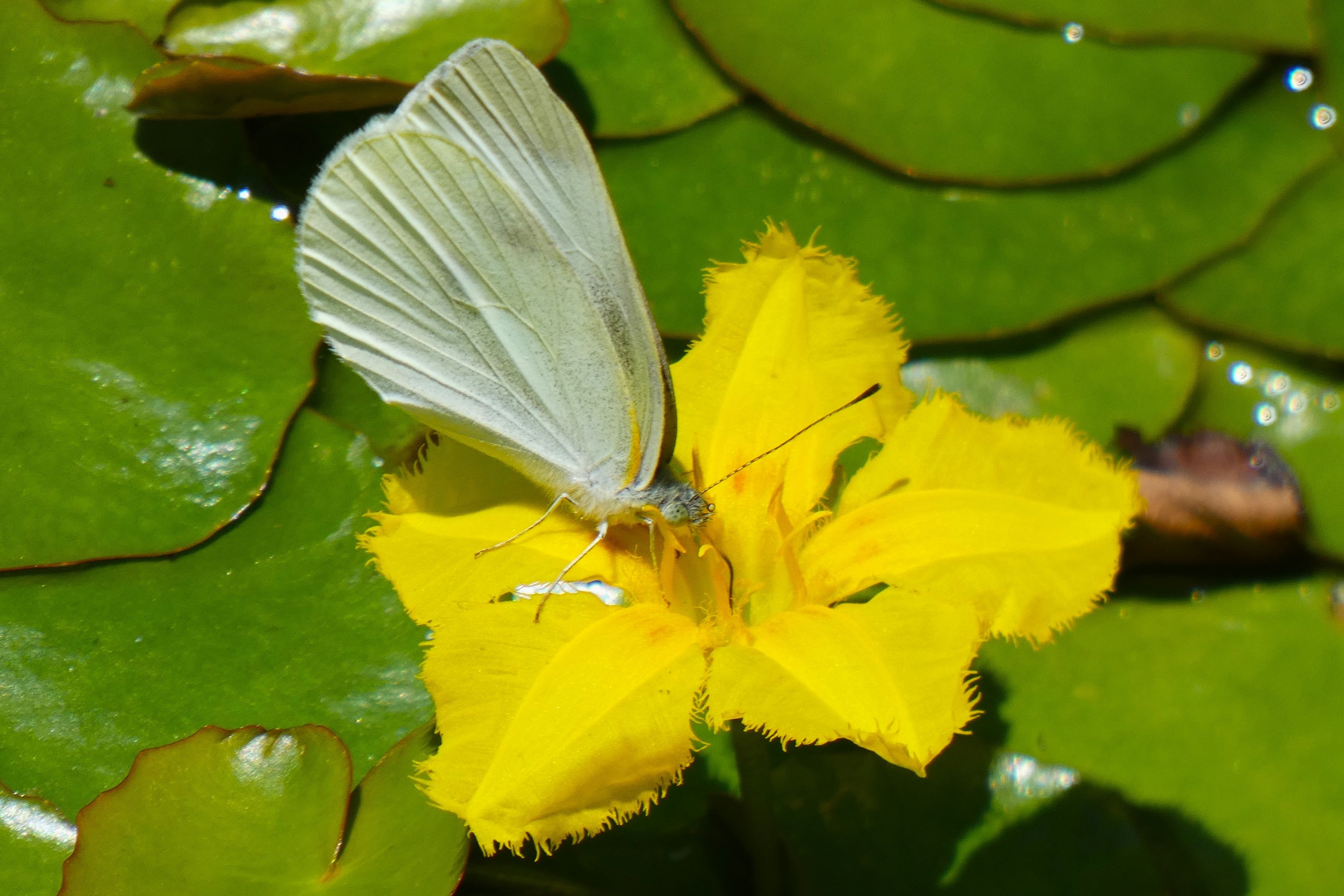浅沙の花に紋白蝶