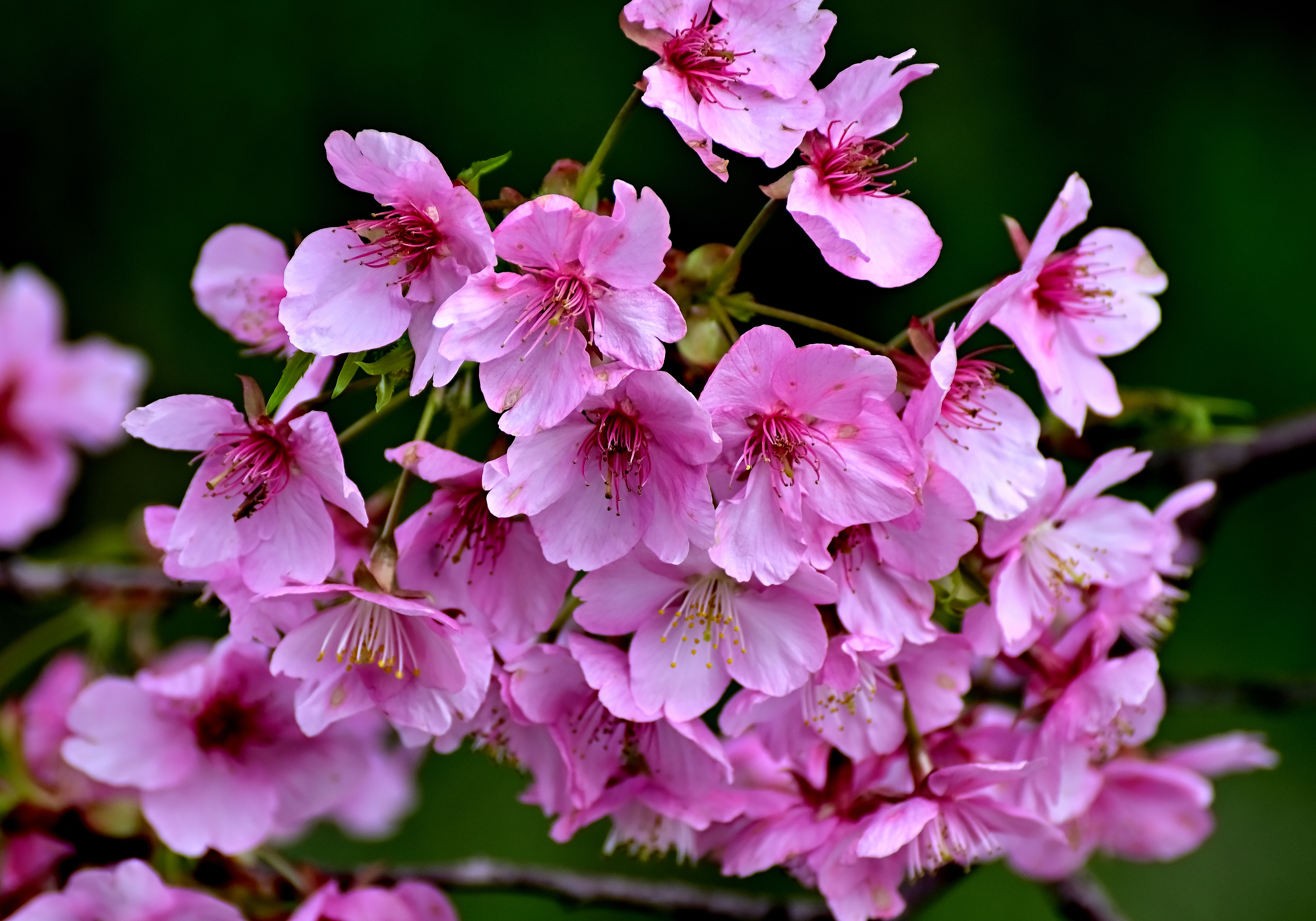 河津桜