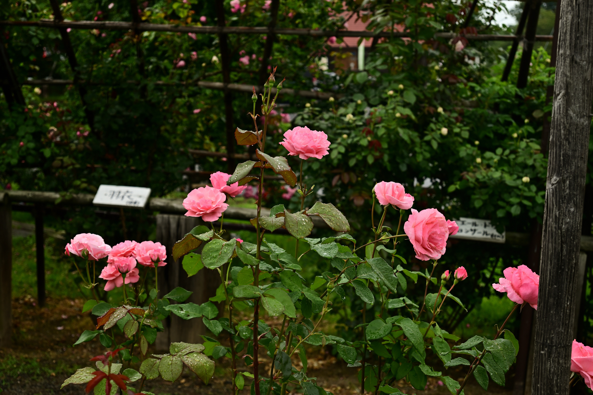 梅雨空の薔薇園④