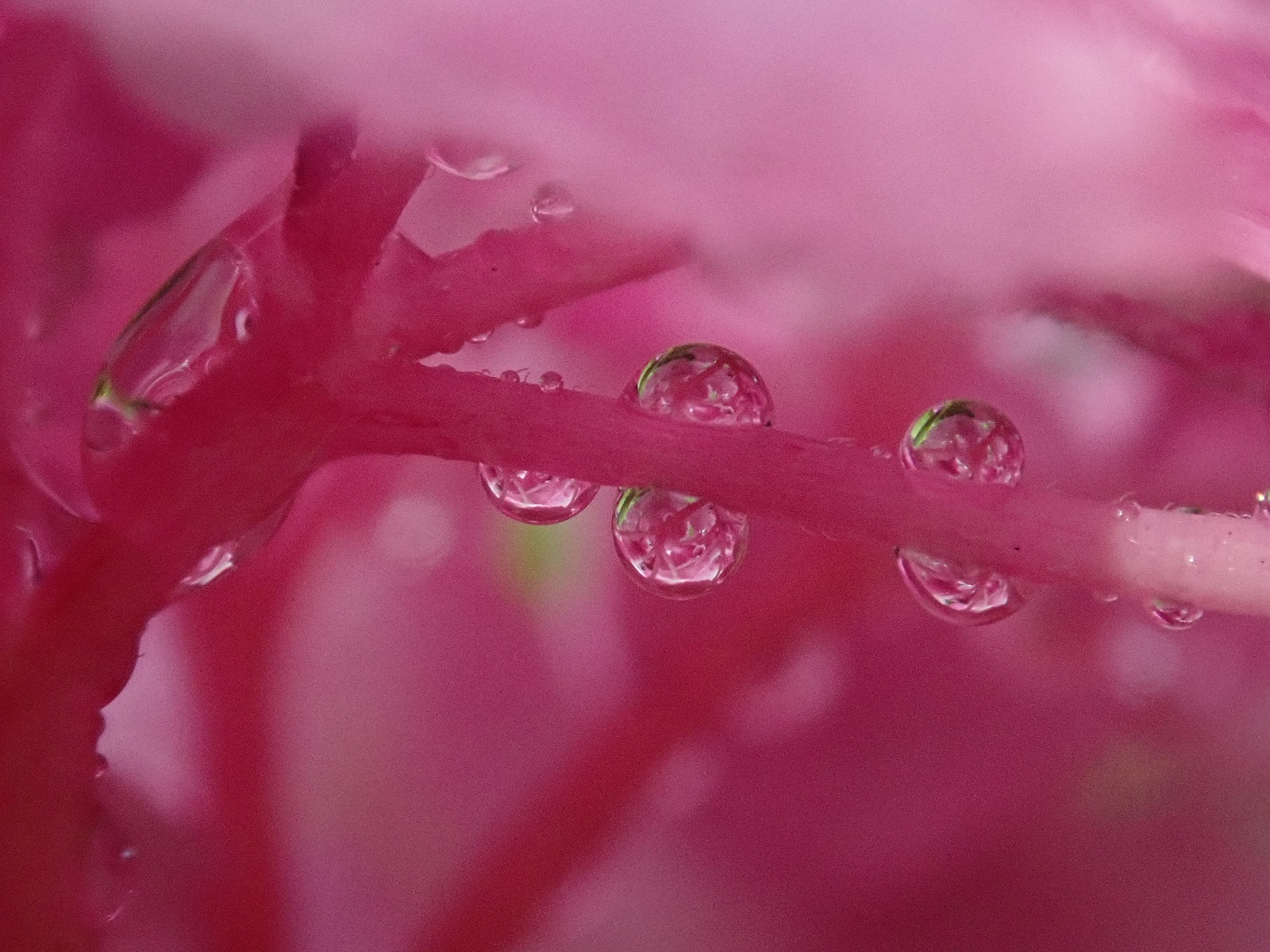 内に秘めた花