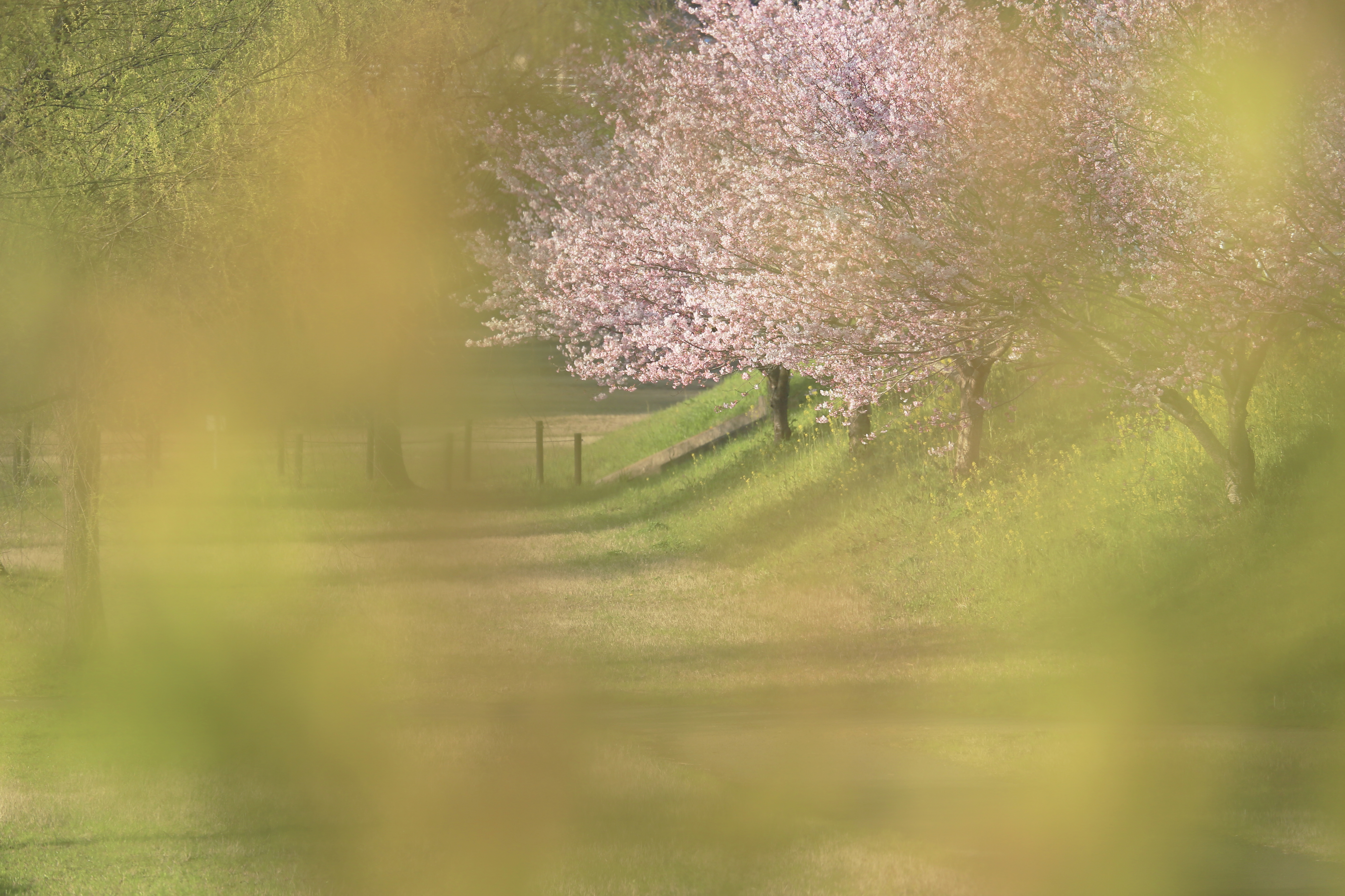 公園の春