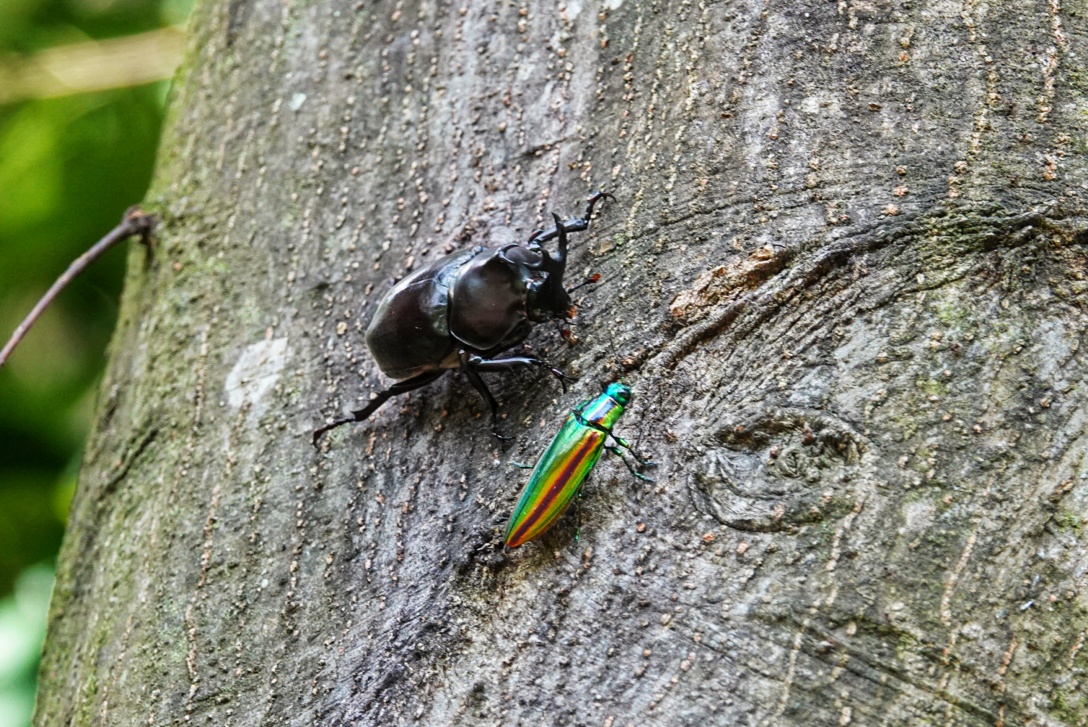 カブト虫とタマムシとのハーモニー!
